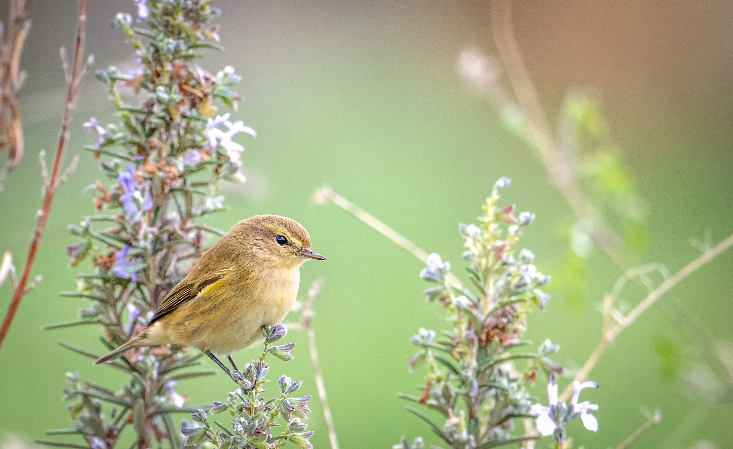 Chiffchaff