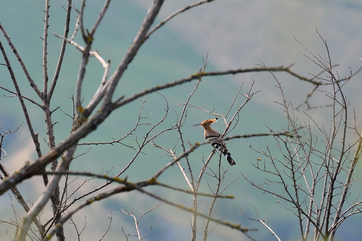 my first Hoopoe + Bee