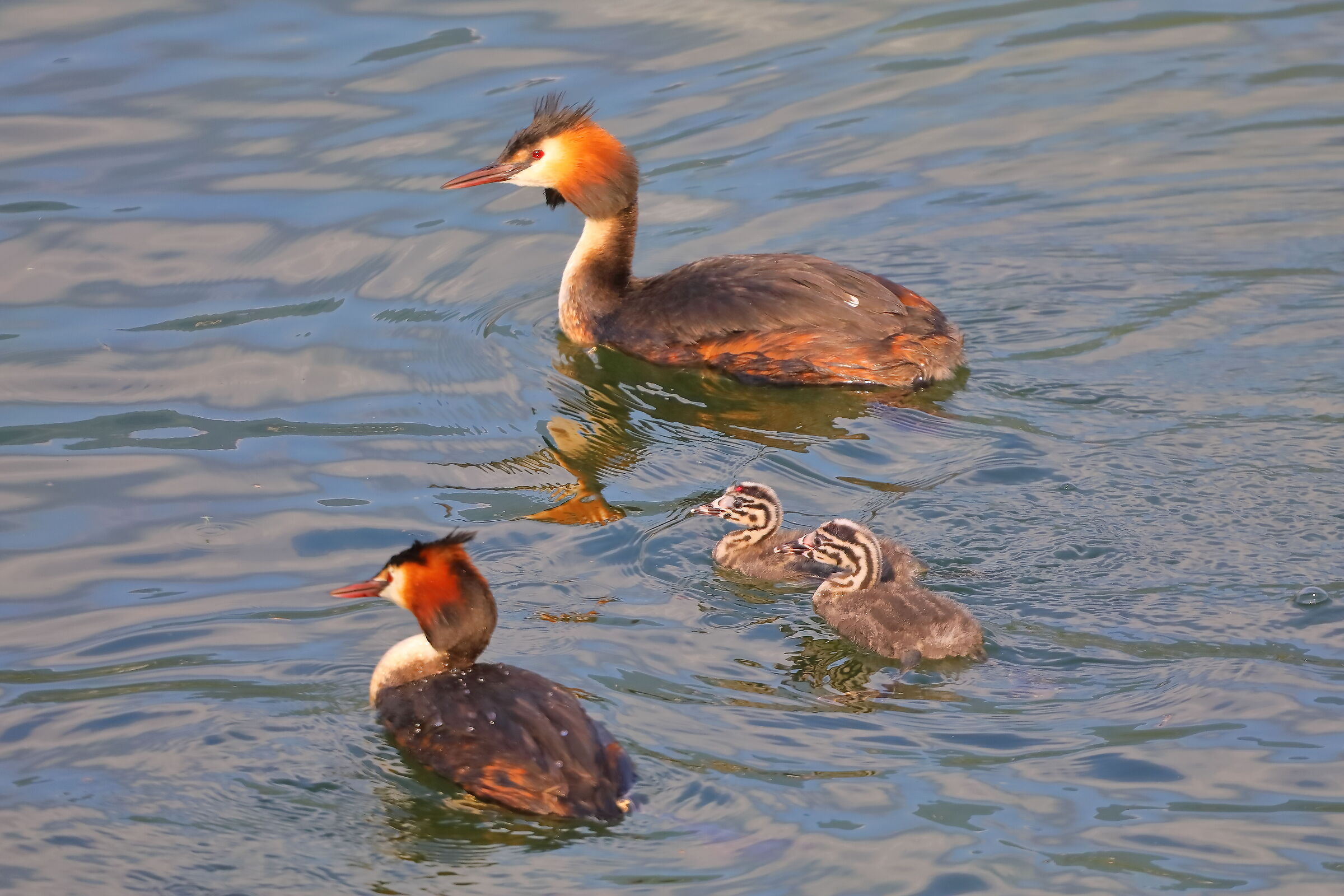 Svassi 04 luglio 2024 - 0110