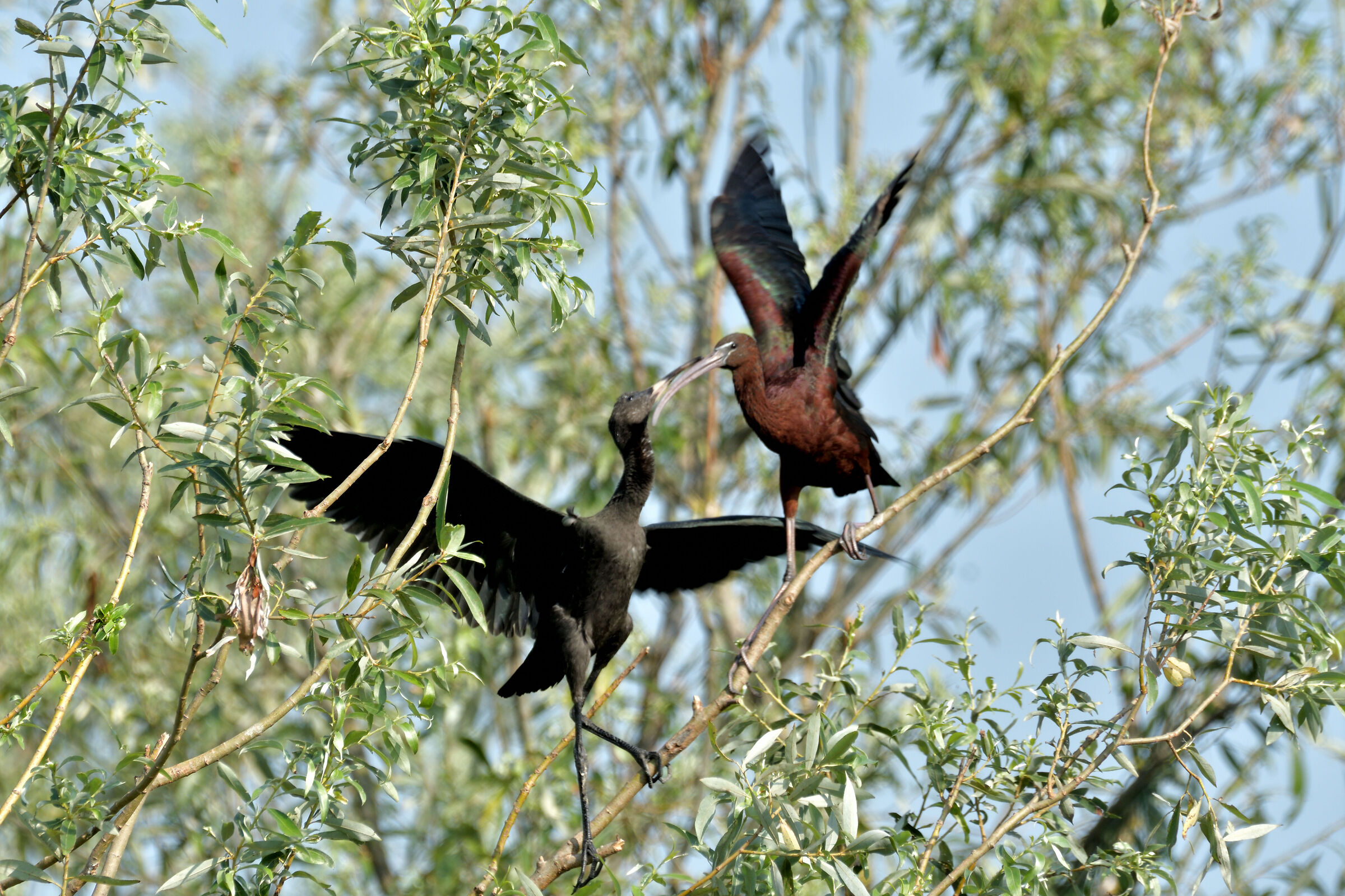 Glossy Ibis