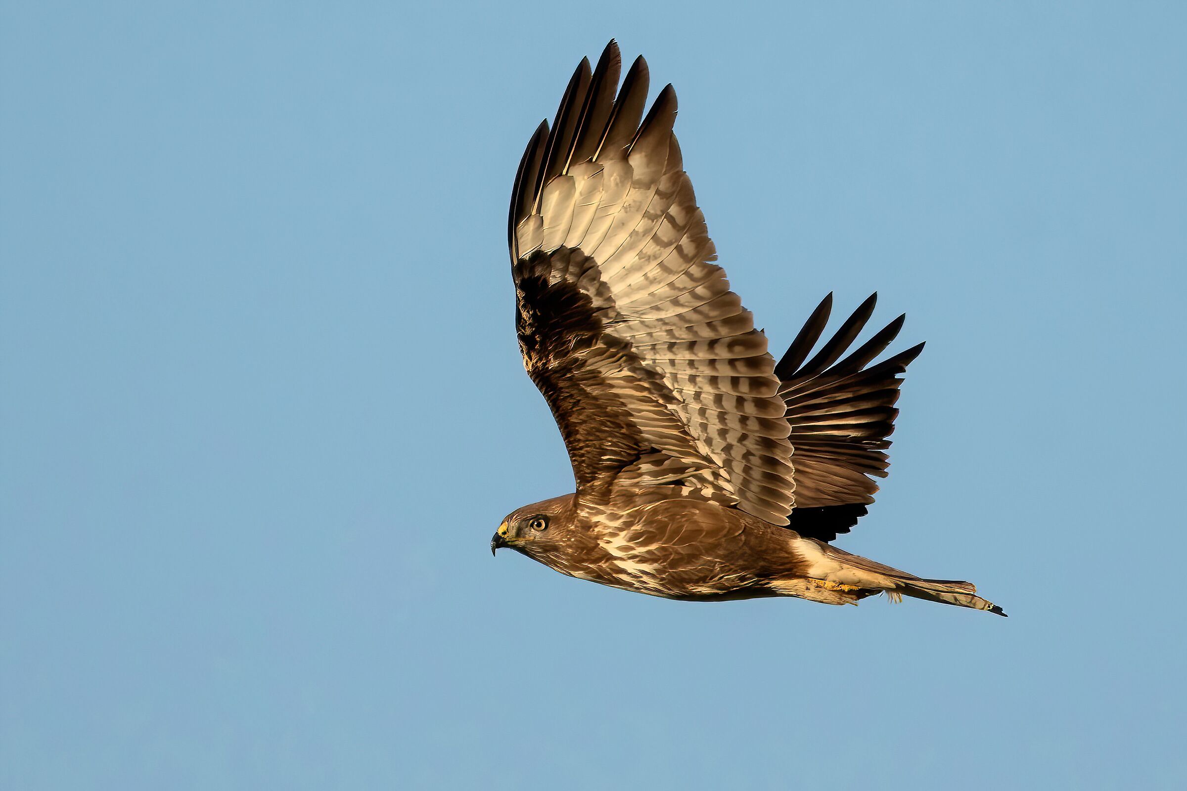 Poiana (Buteo buteo)