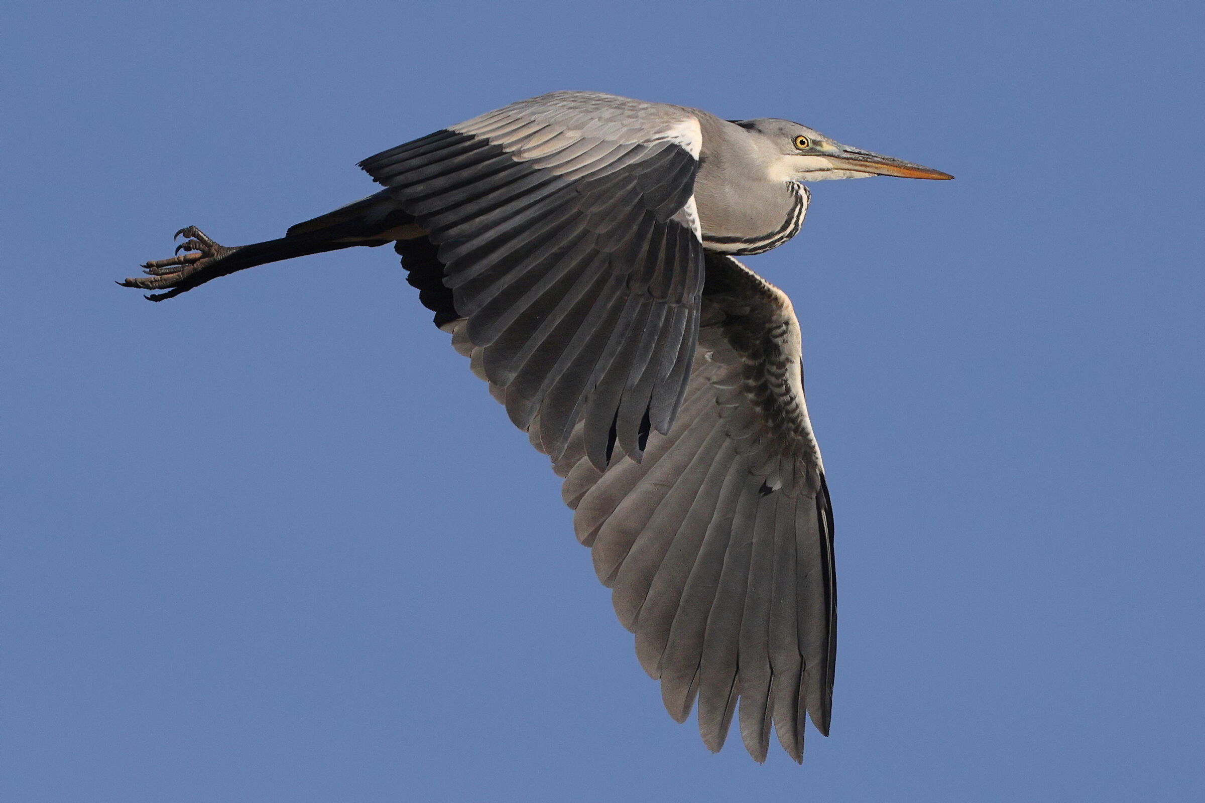 Test 100-400 + 2x - crop 85% - Solo dpp4.