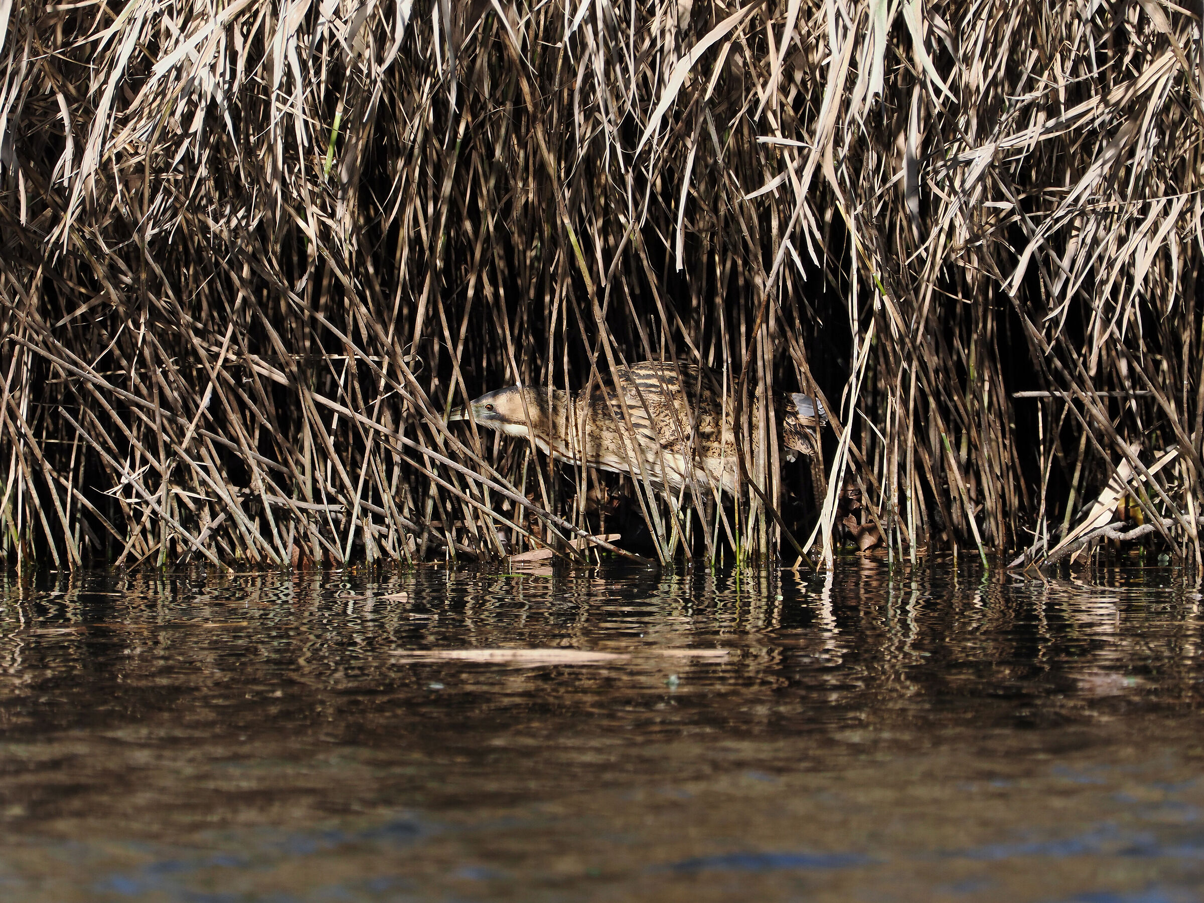 Bittern in the reeds