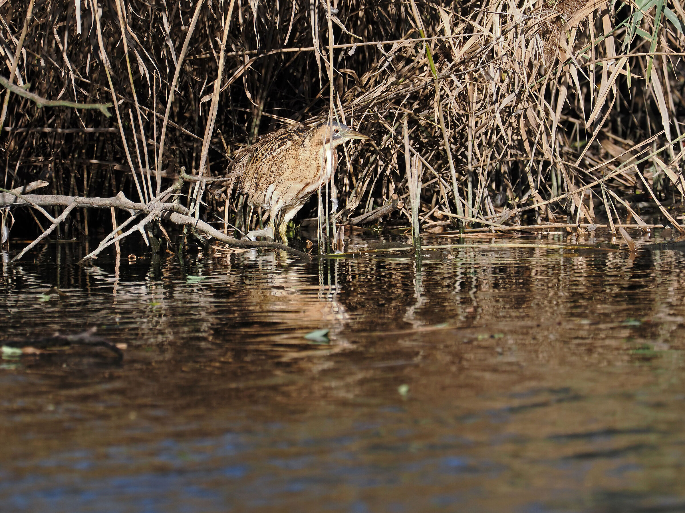 Bittern coming out of the reeds