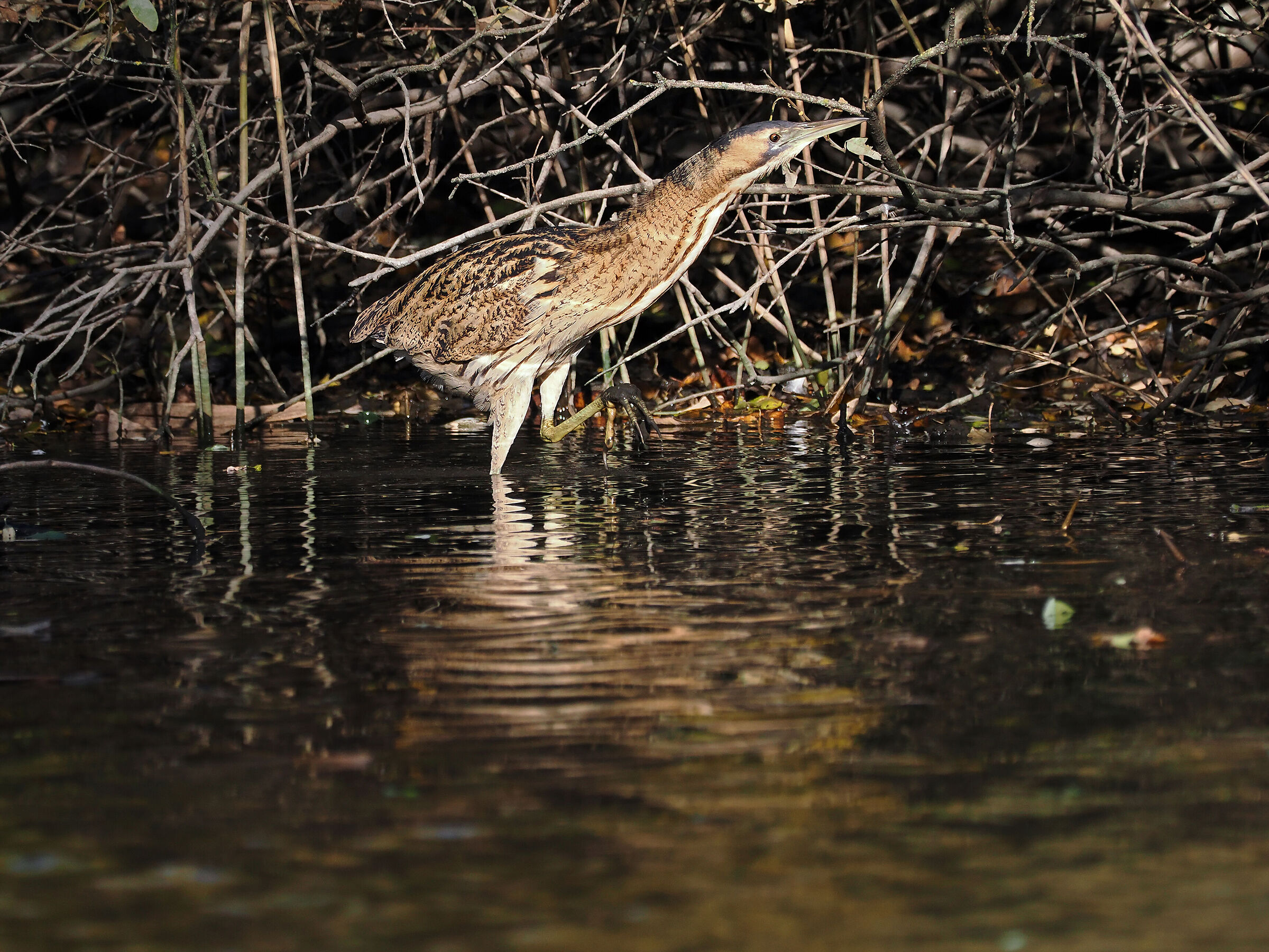 Bittern