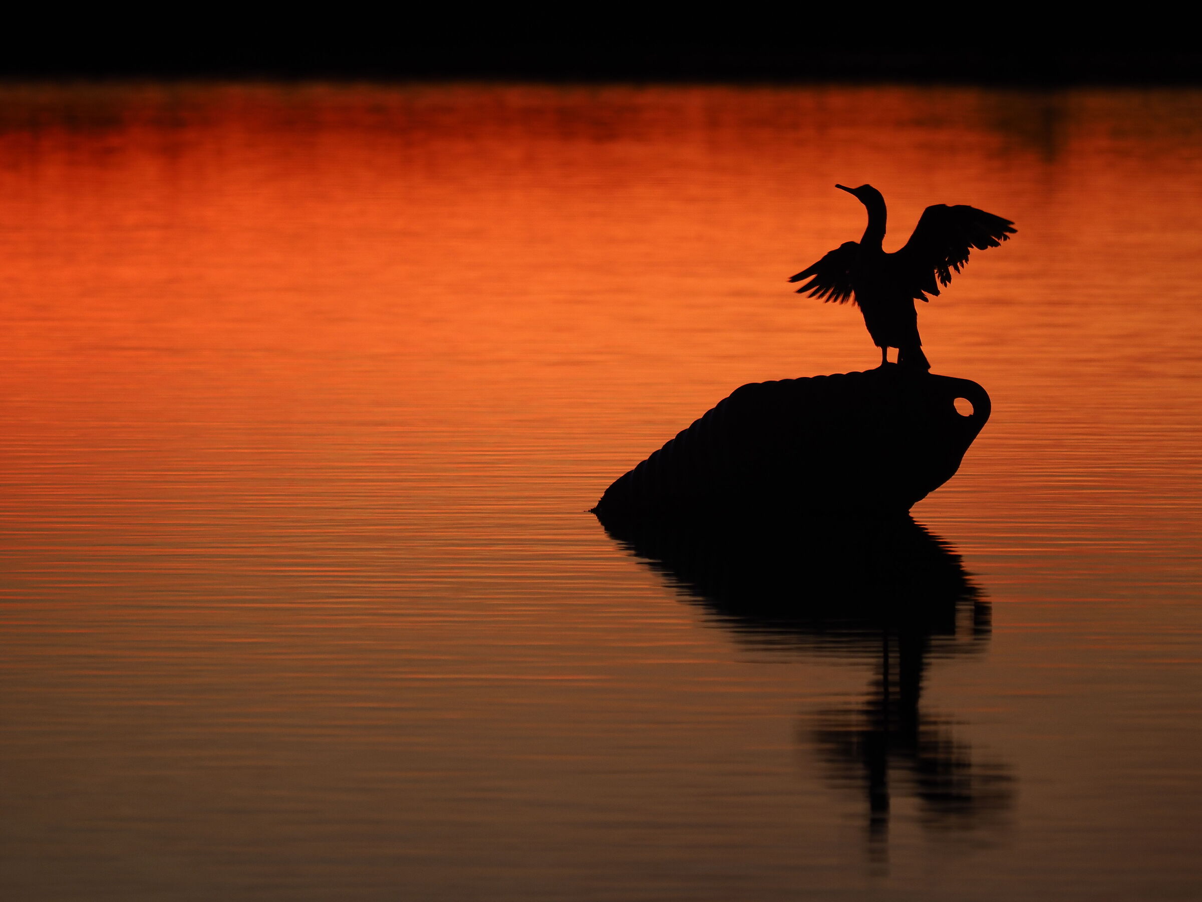 Cormorant at sunset