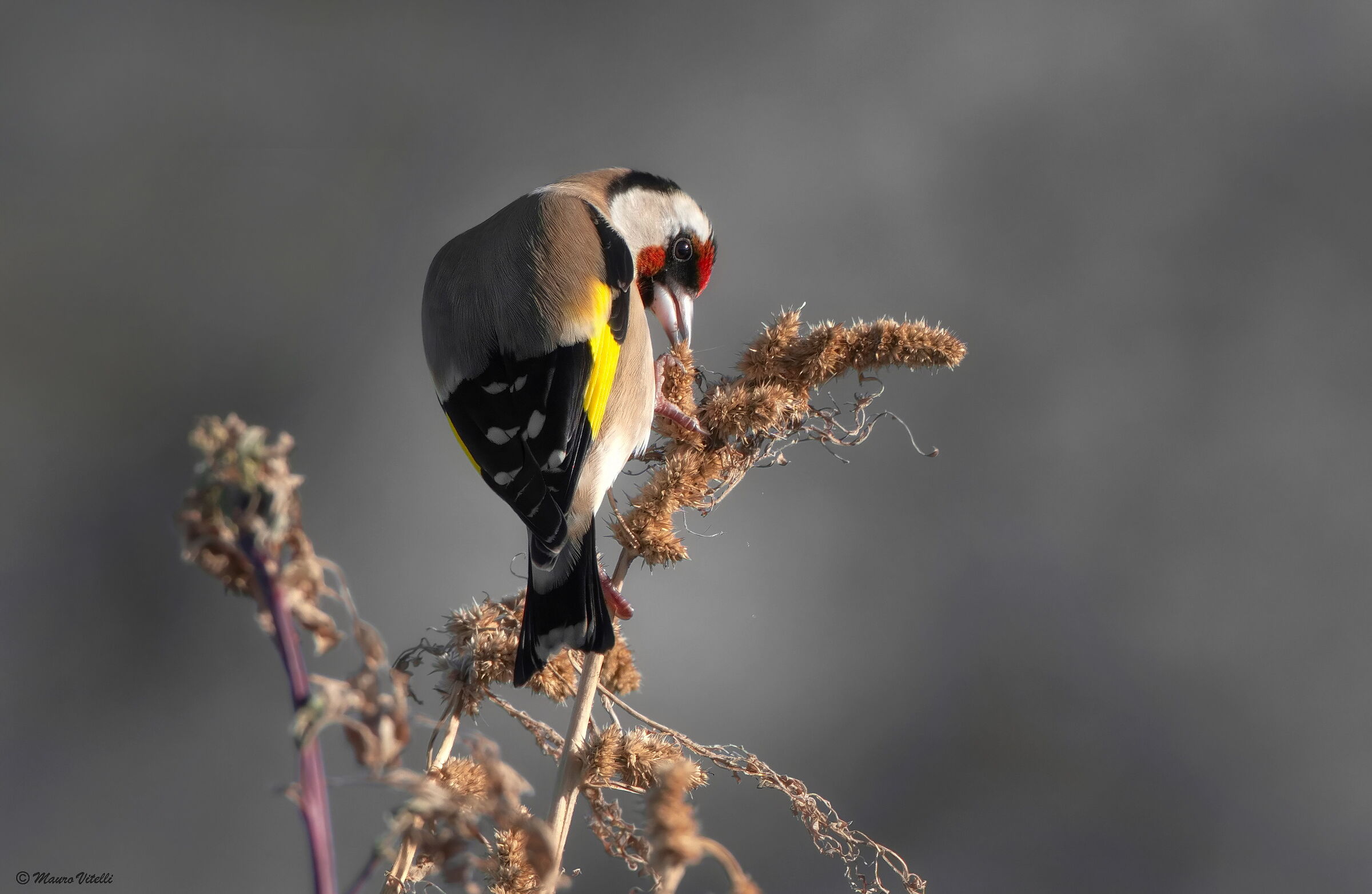 Goldfinch (Carduelis carduelis)