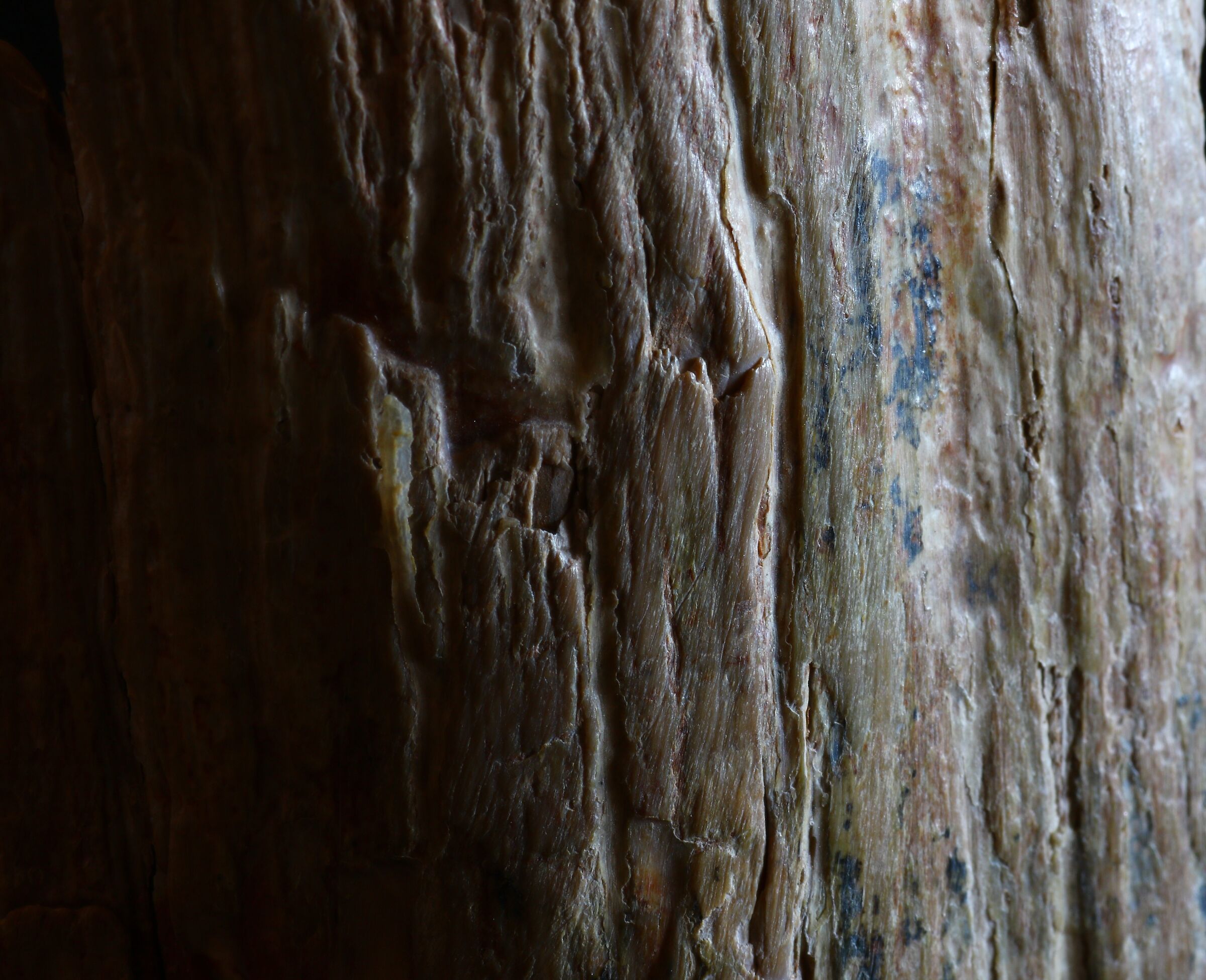 scheggia di zanna di mammut