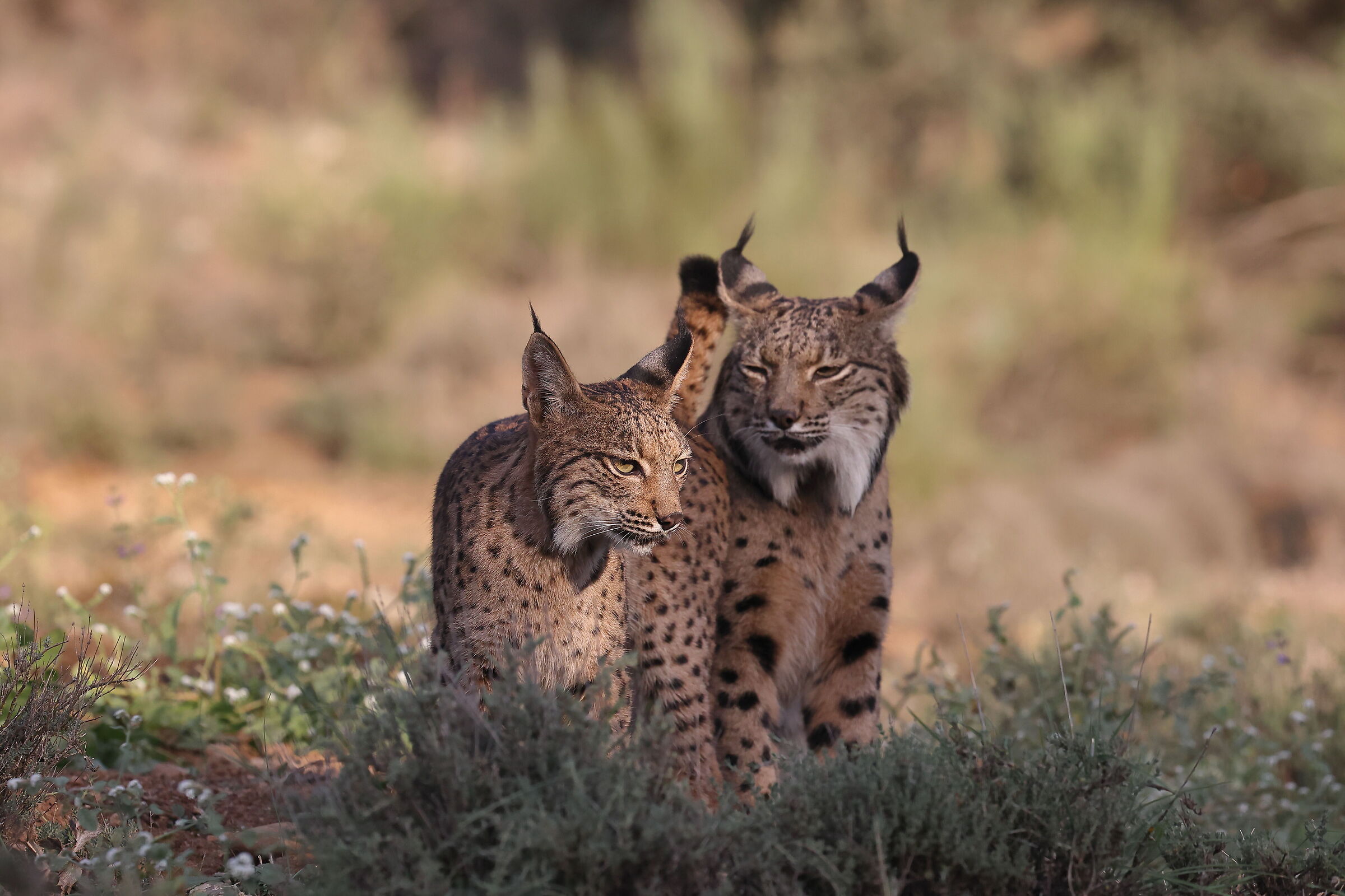 Lava e il suo cucciolo