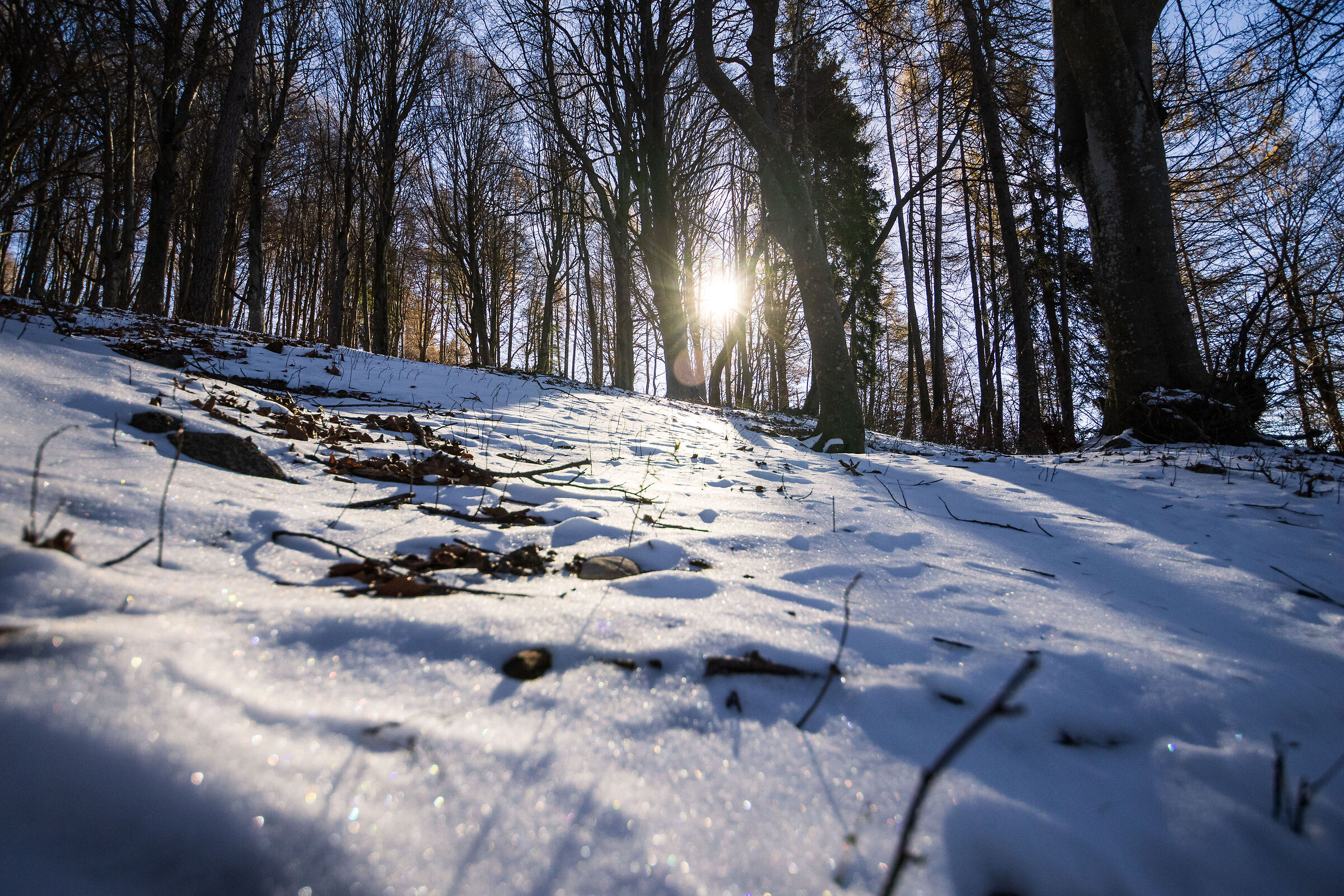 Winter light