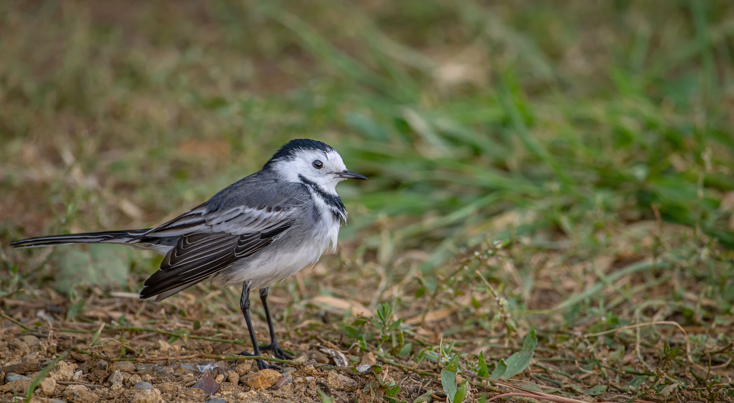 White wagtail