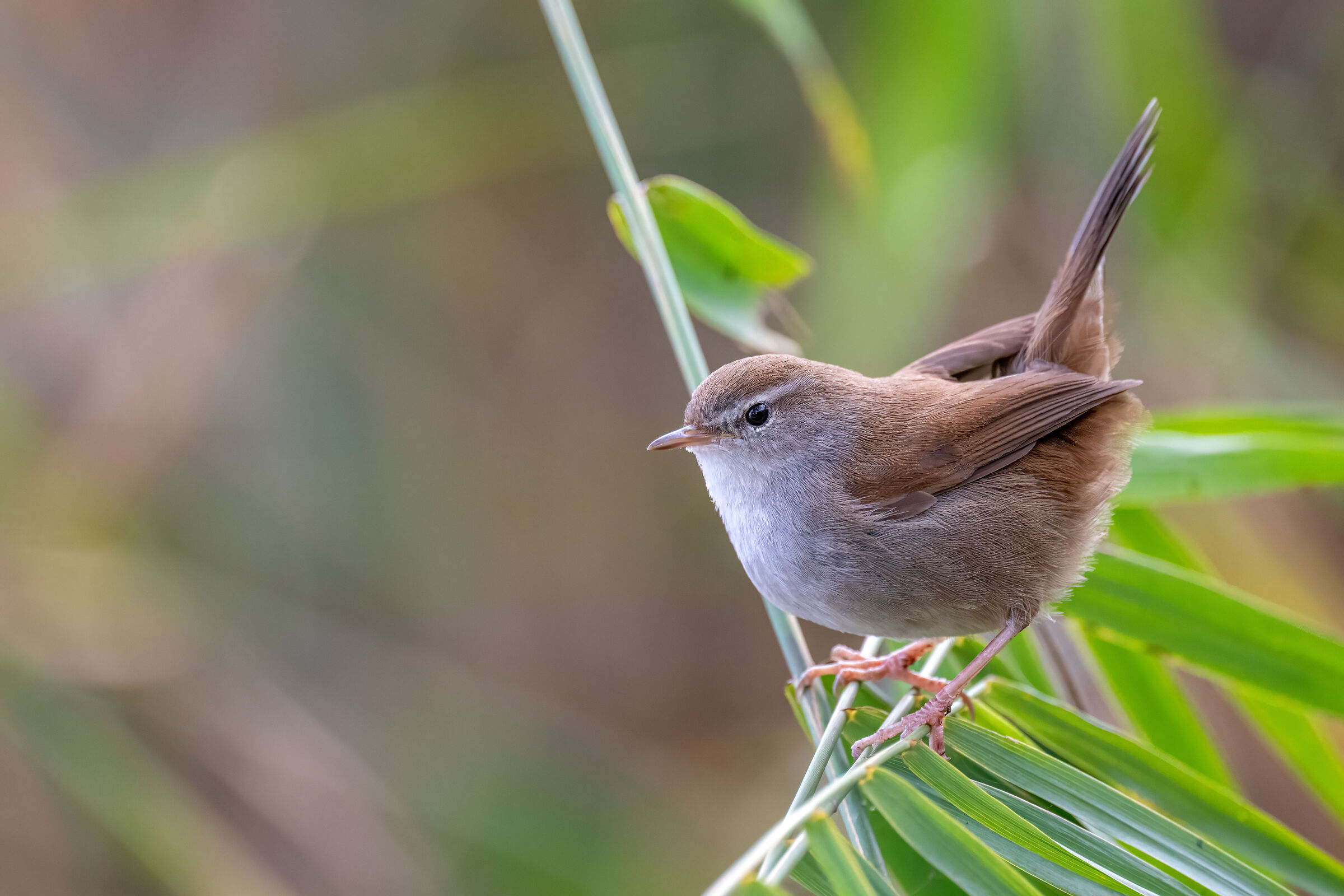 River Nightingale (on the Lake) II