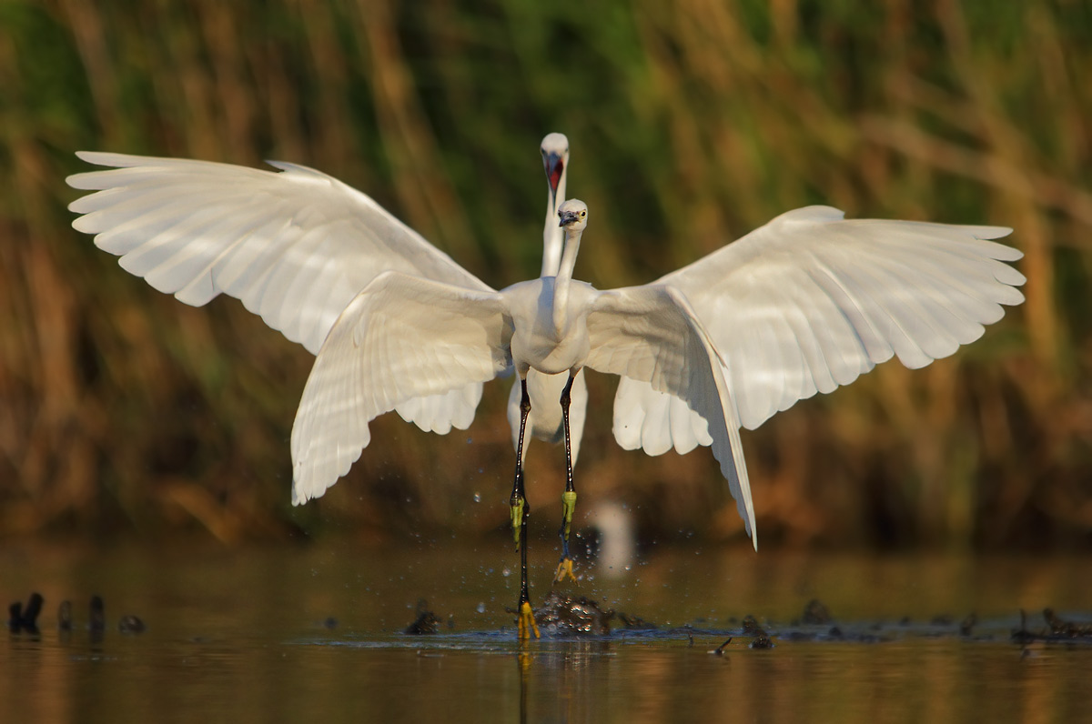 Come on .... we imitate the butterfly for the photographer