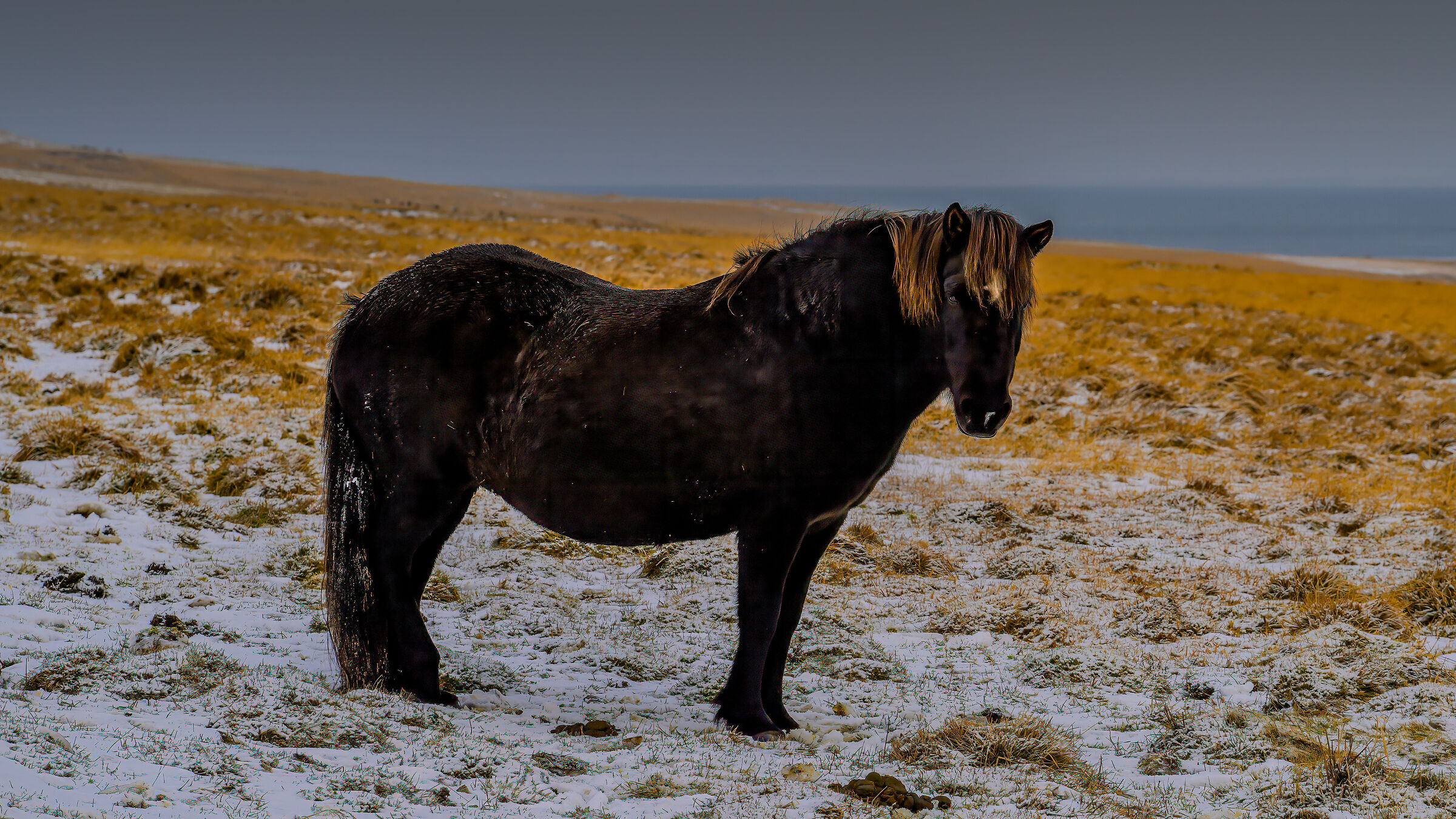 Icelandic Horse