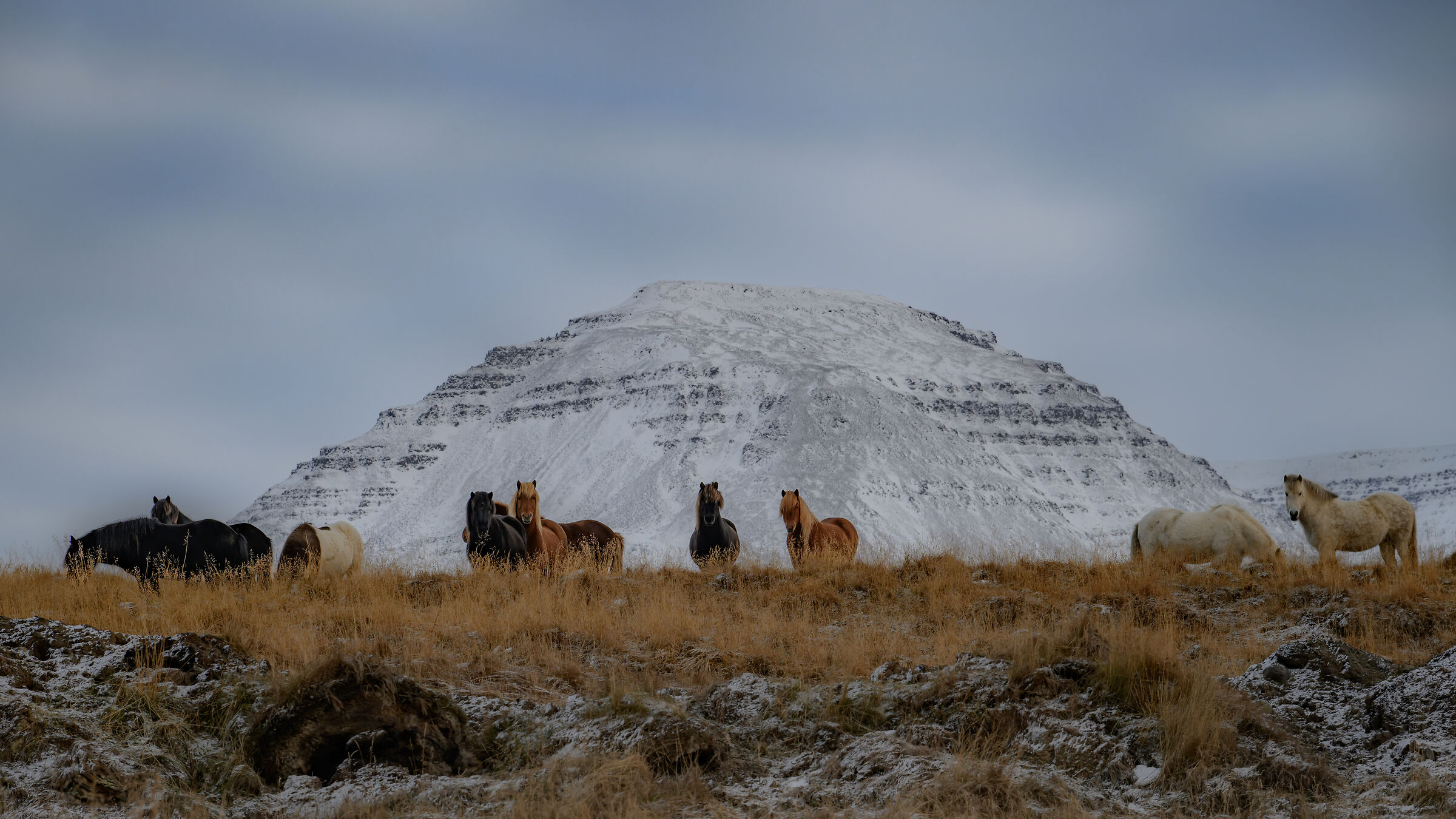 Horses in the middle of nowhere