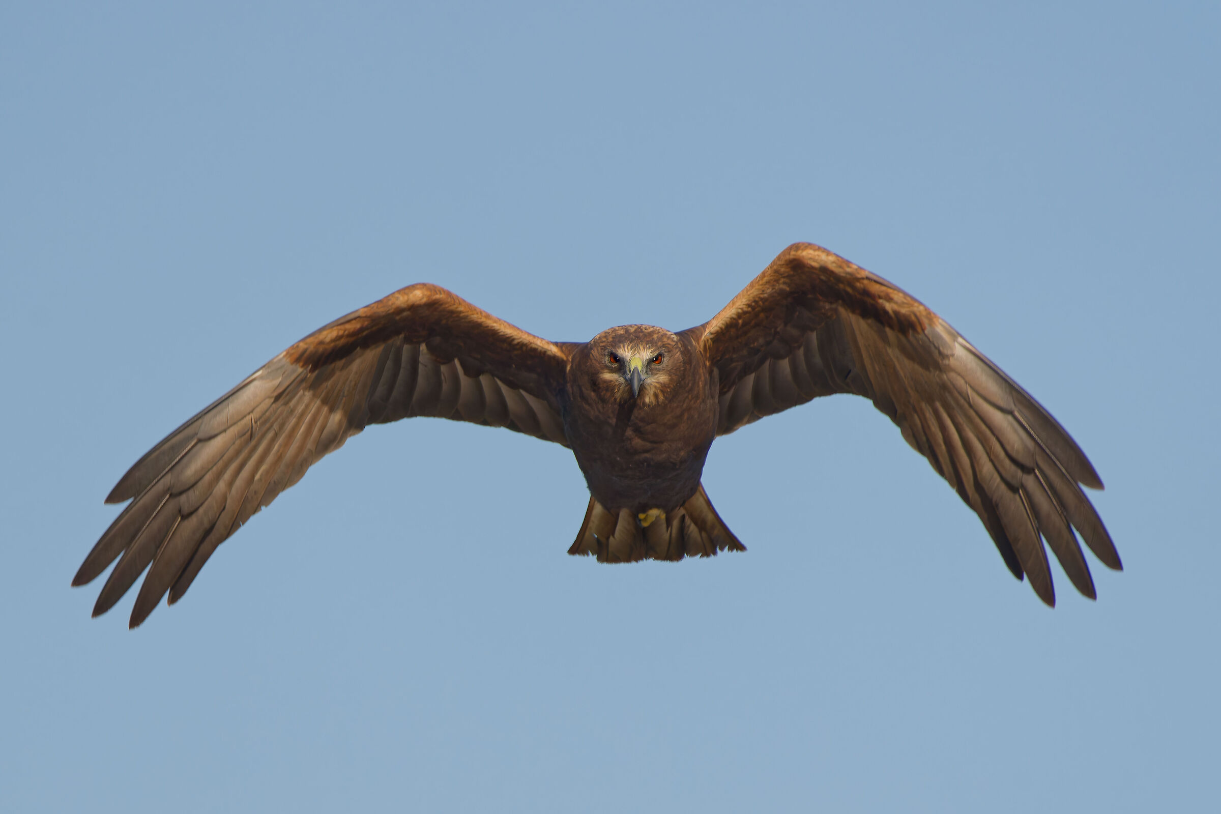 Marsh Harrier (Circus aeruginosus)