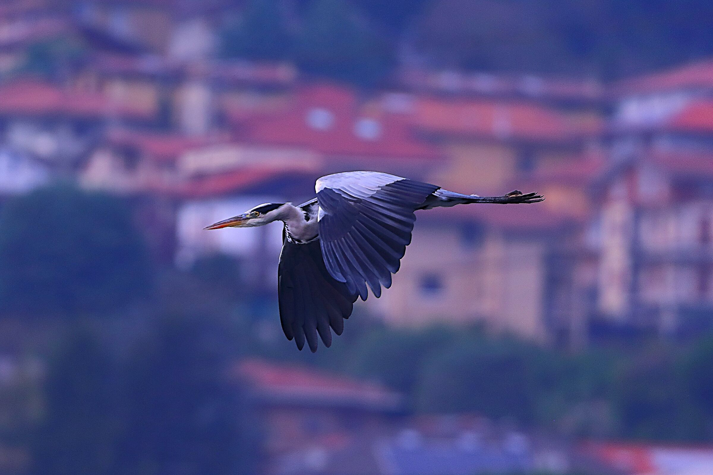 Cenerino ottobre 2024 - 0130