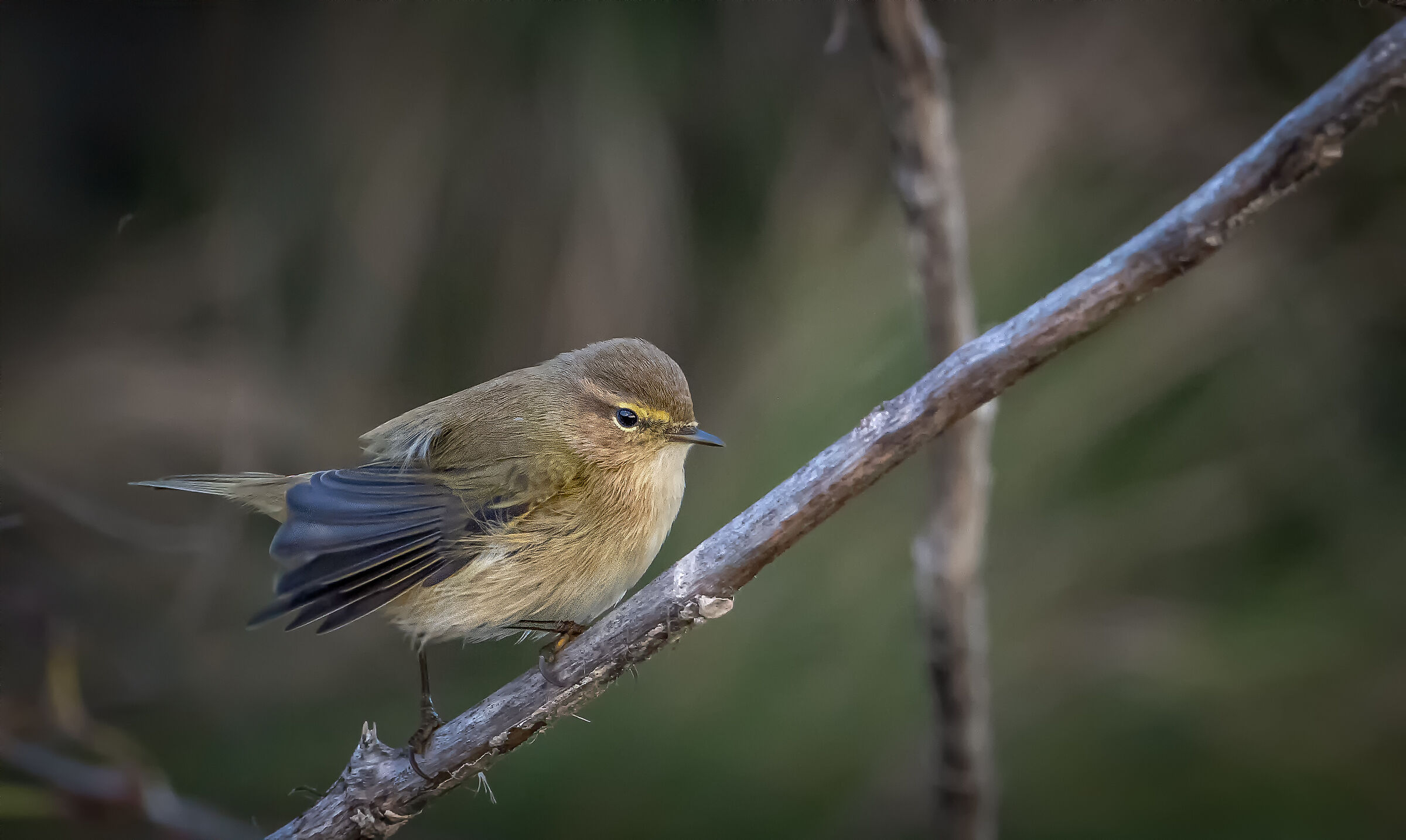 Chiffchaff