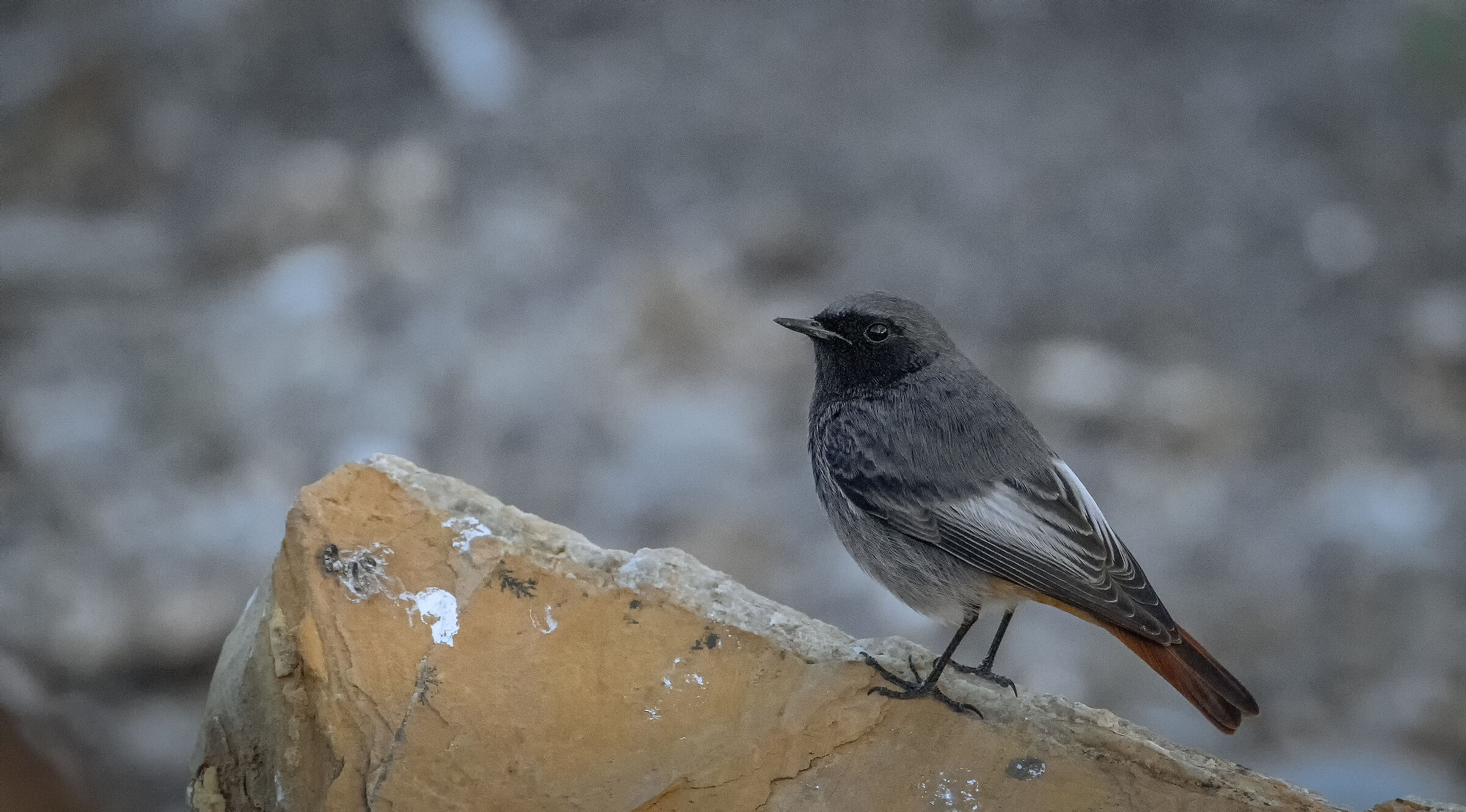 Black redstart