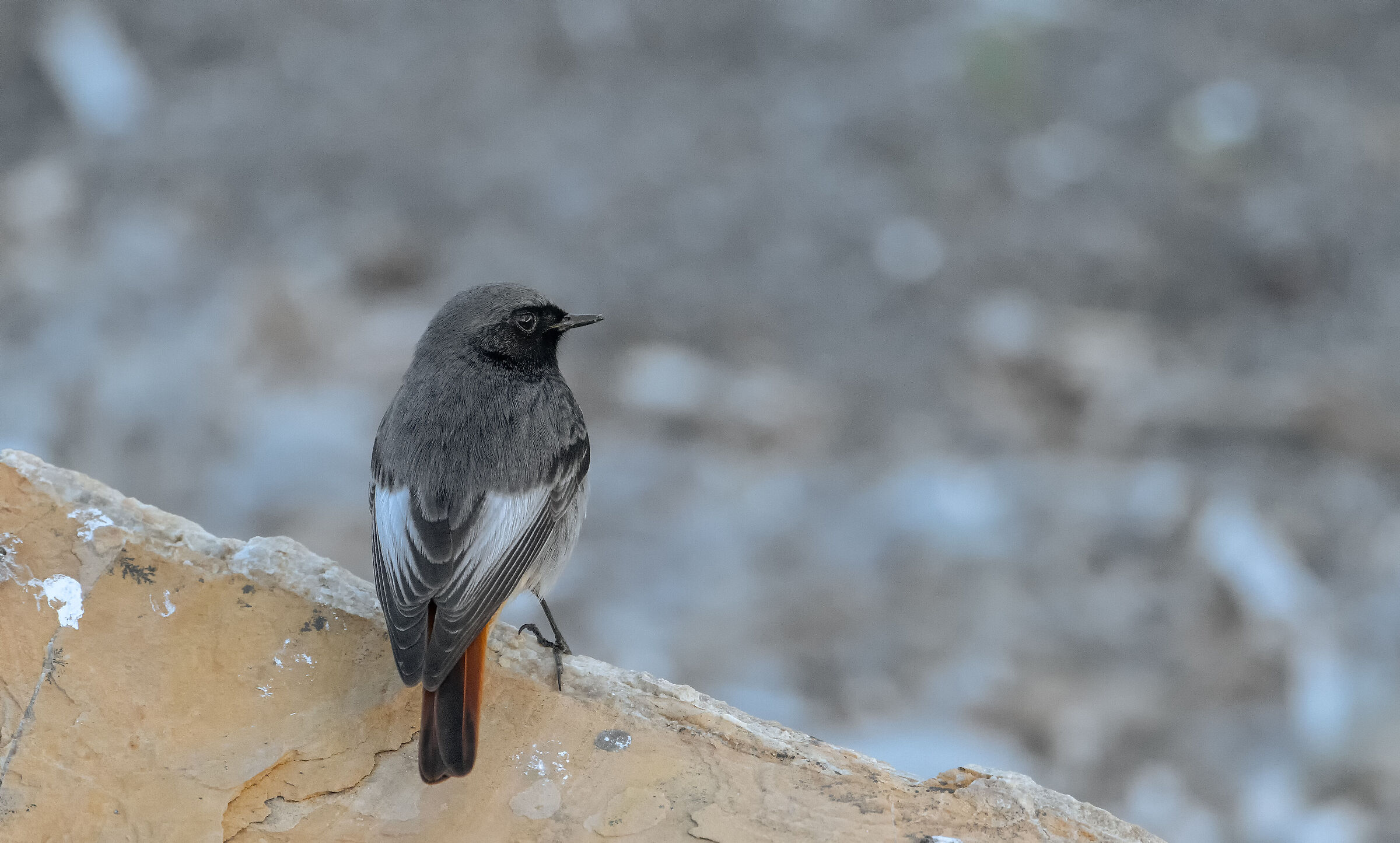 Black redstart