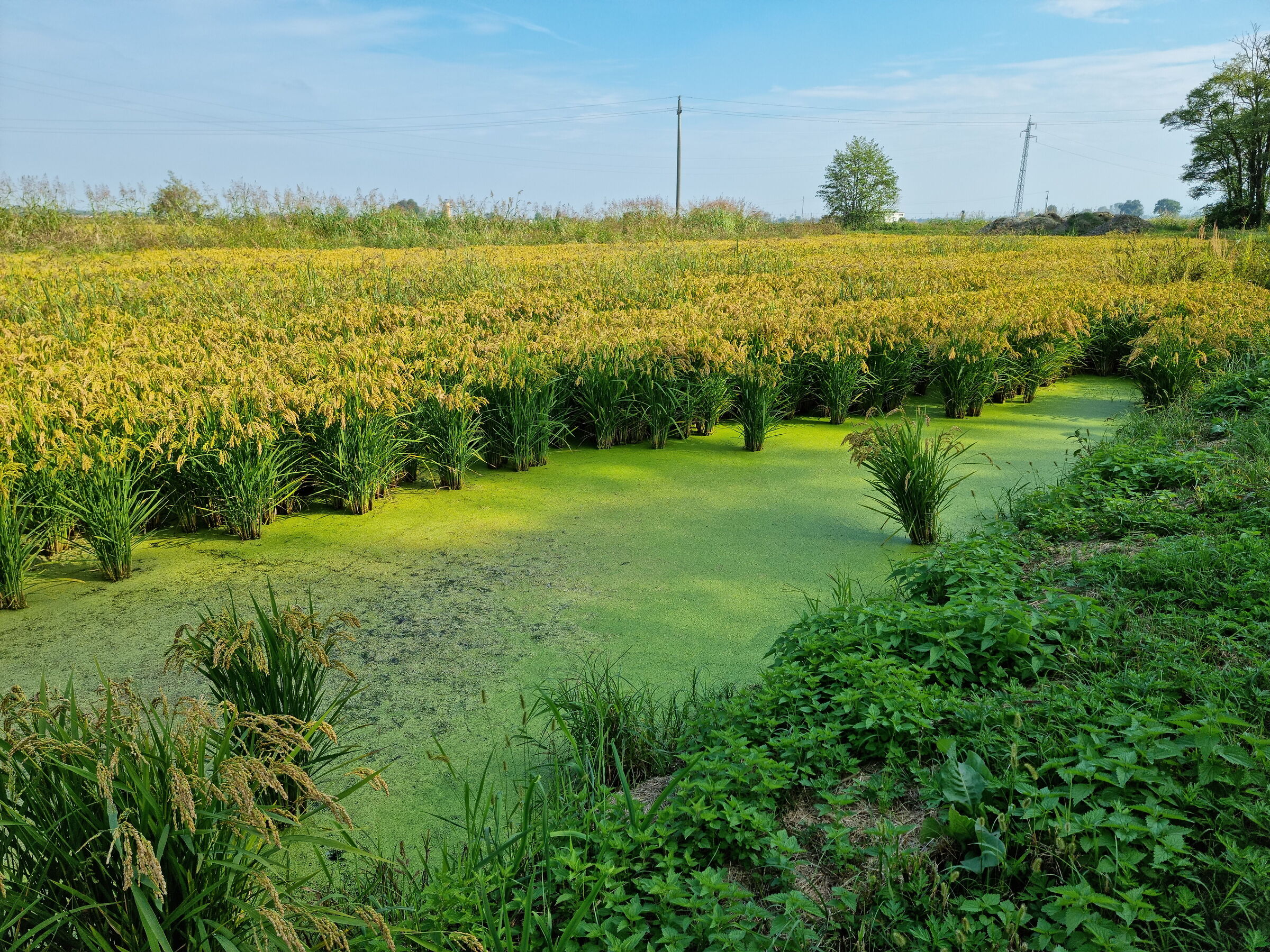 Paddy with water