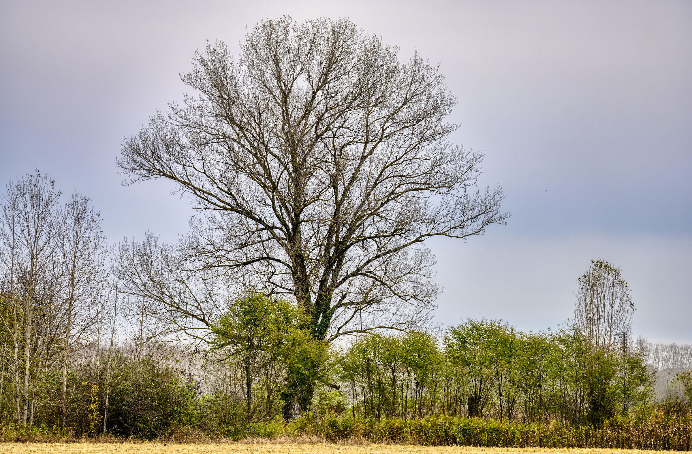 The Big Tree