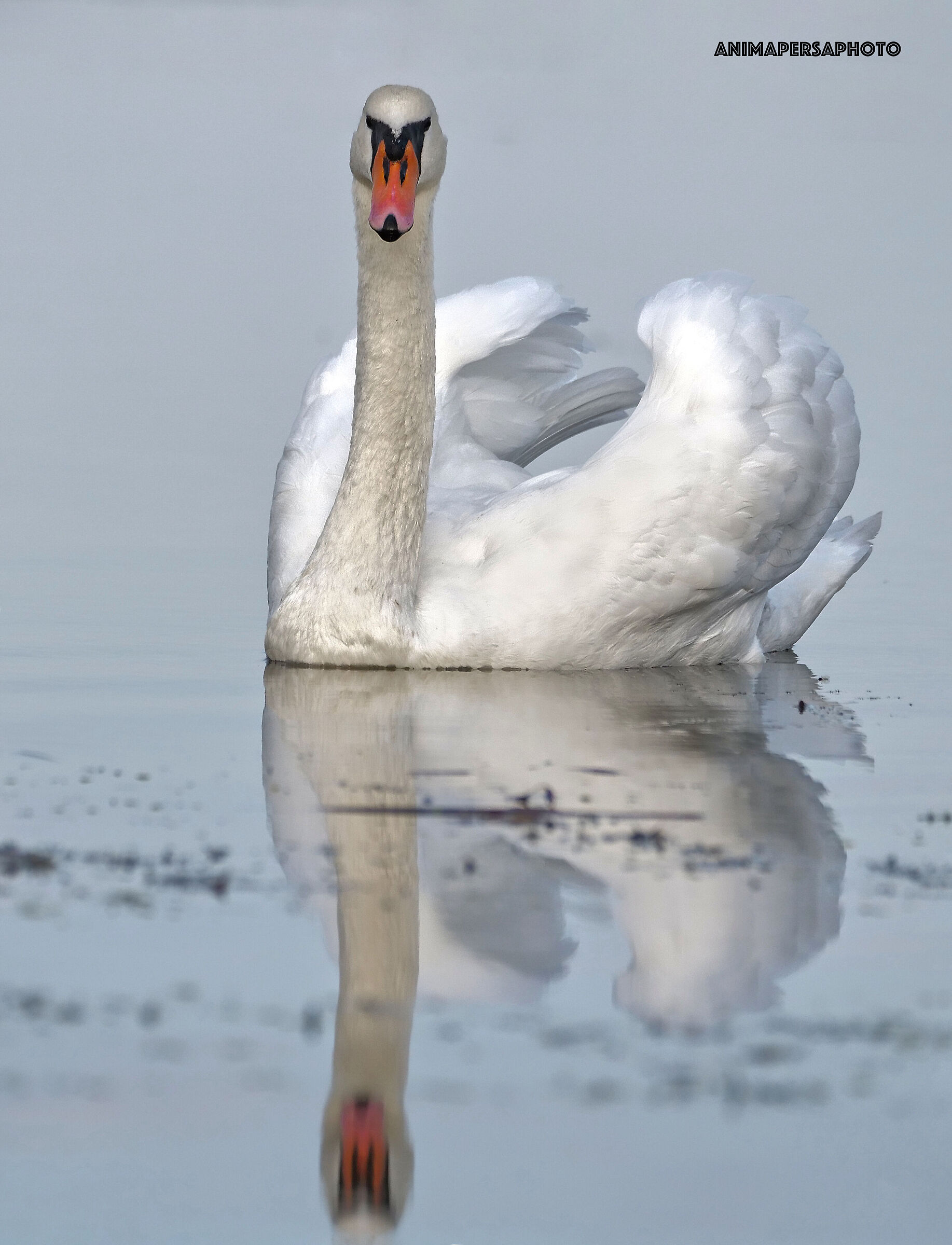 Il cigno bianco
