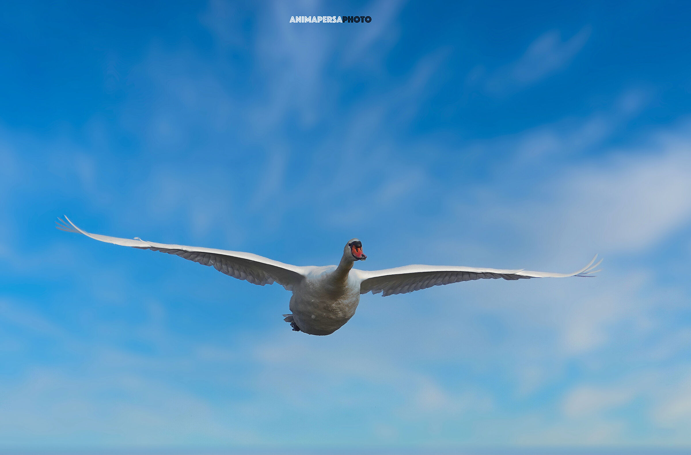 Il cigno in volo....enorme!