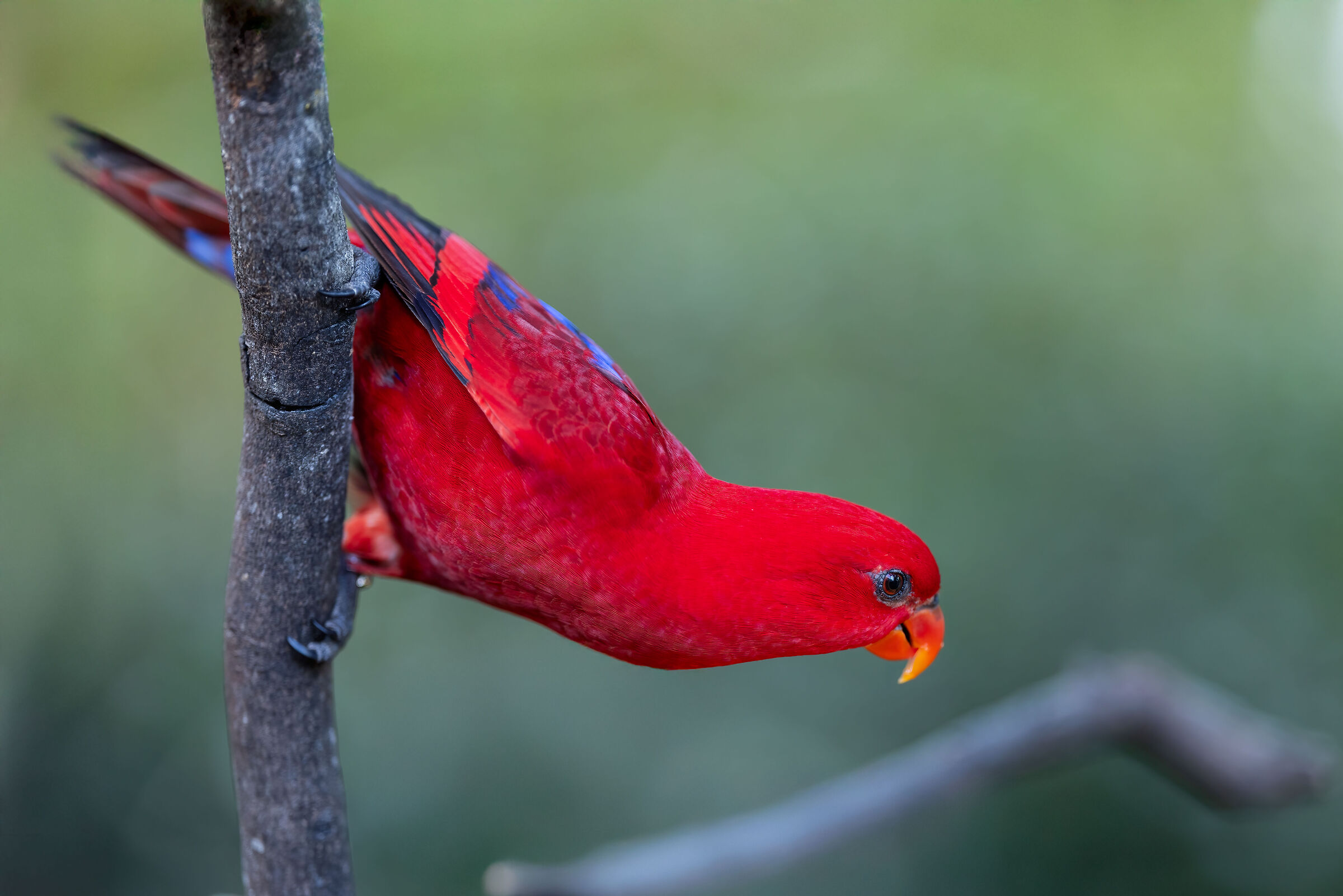 The red parrot