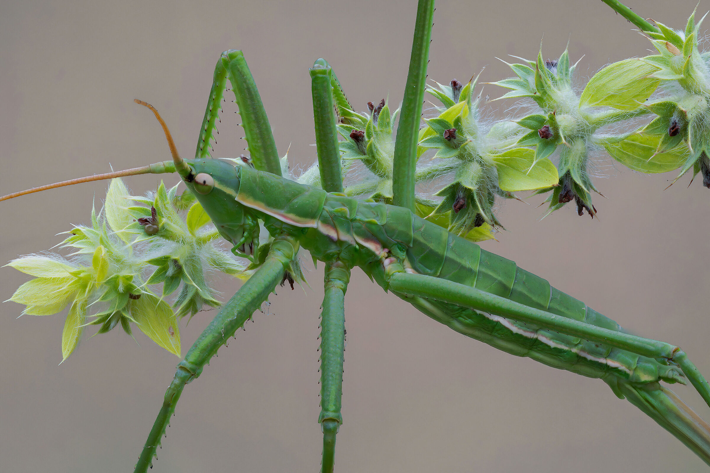 Pedo Saga (Notched Sorcerer)