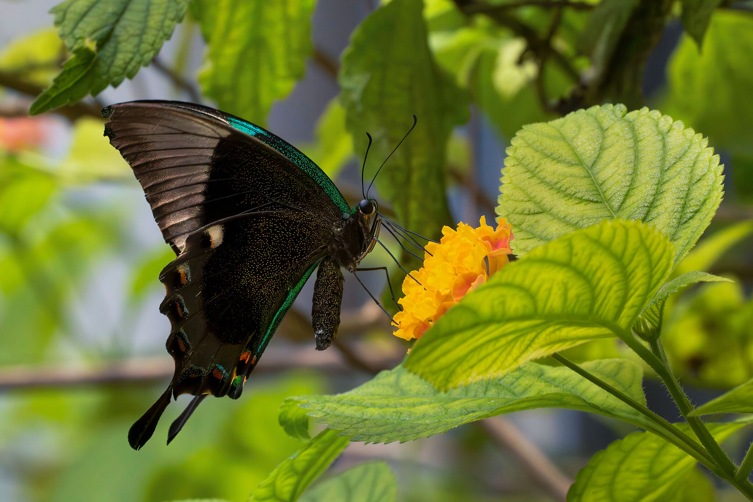 Papilio palinurus