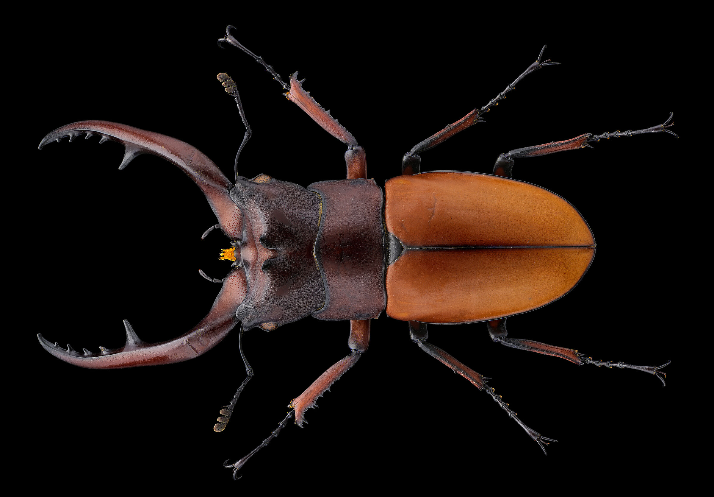 Prosopocoilus astacoides karubei