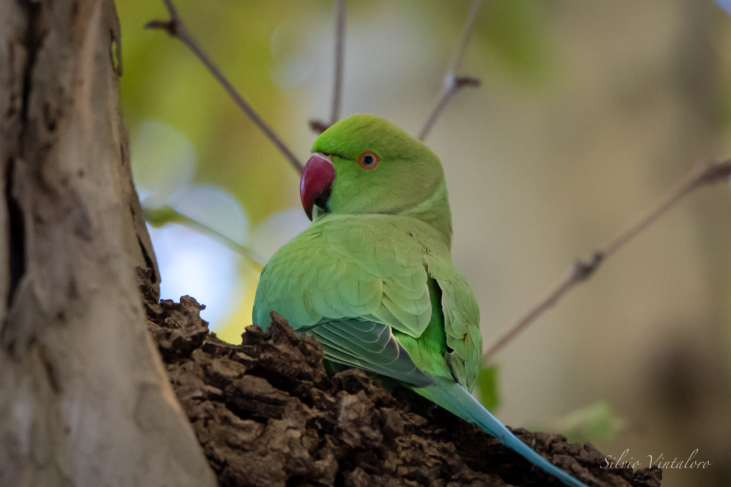 Collared parakeet