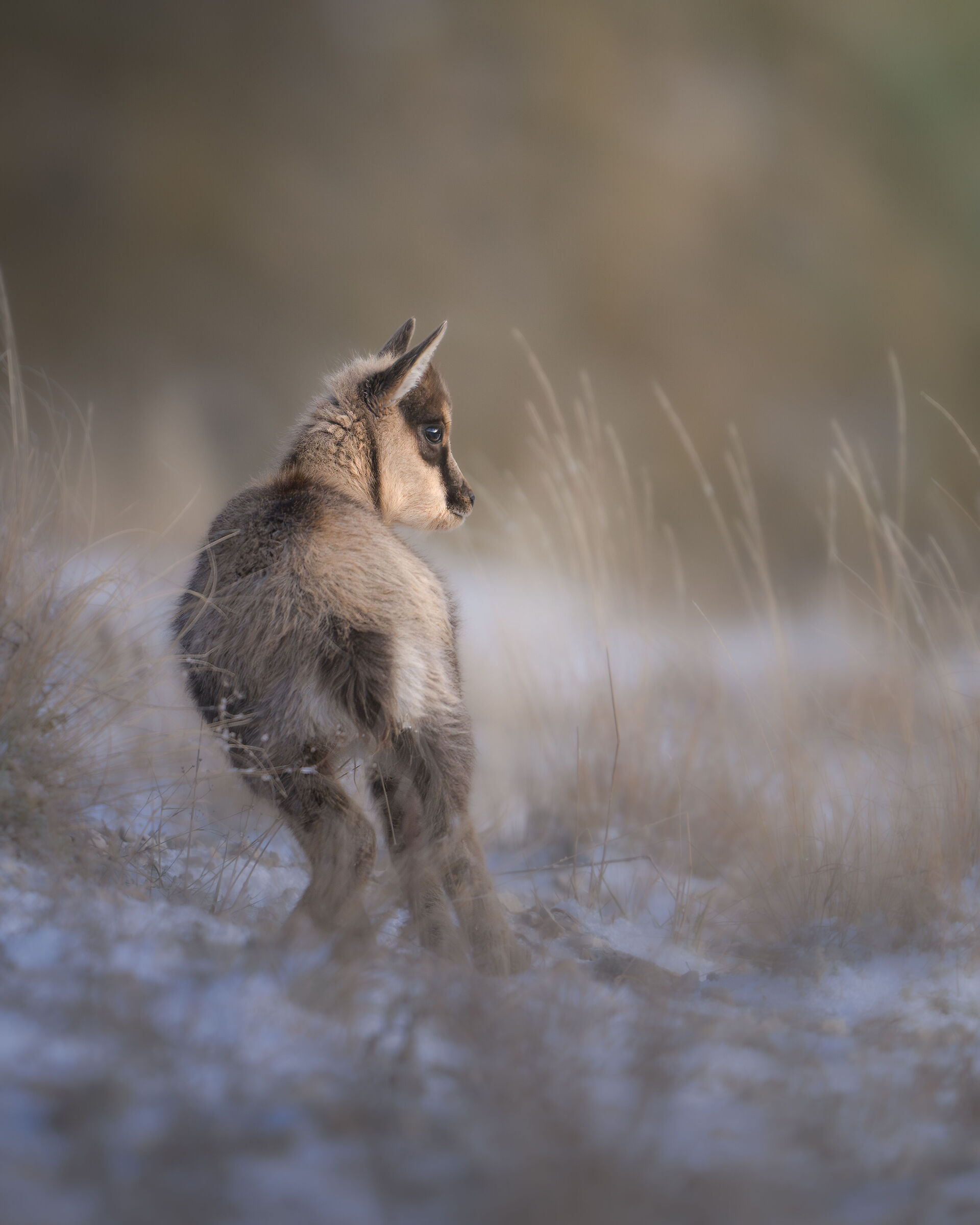 Cucciolo di Camoscio