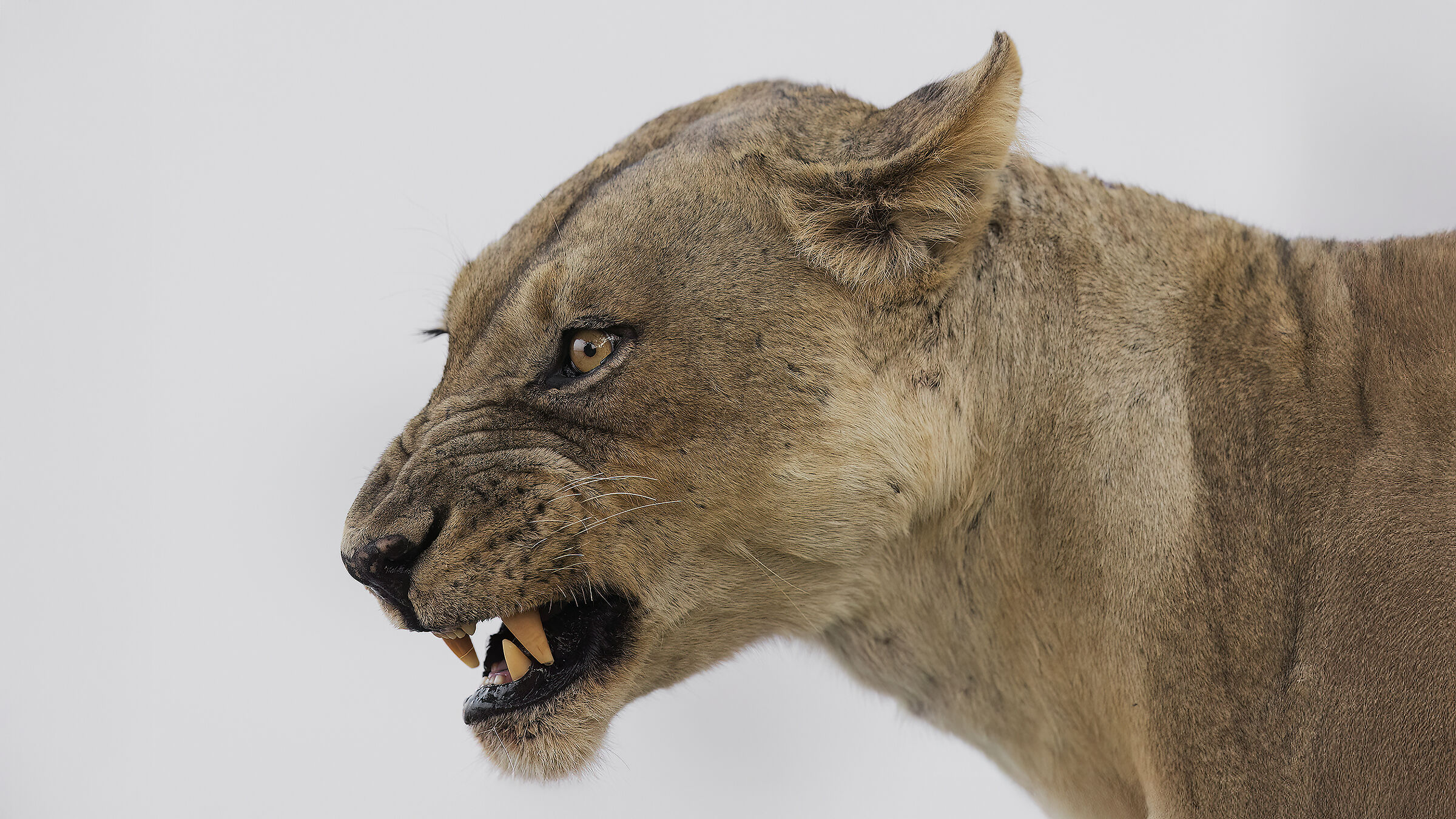 Young Lion, South Luangwa National Park