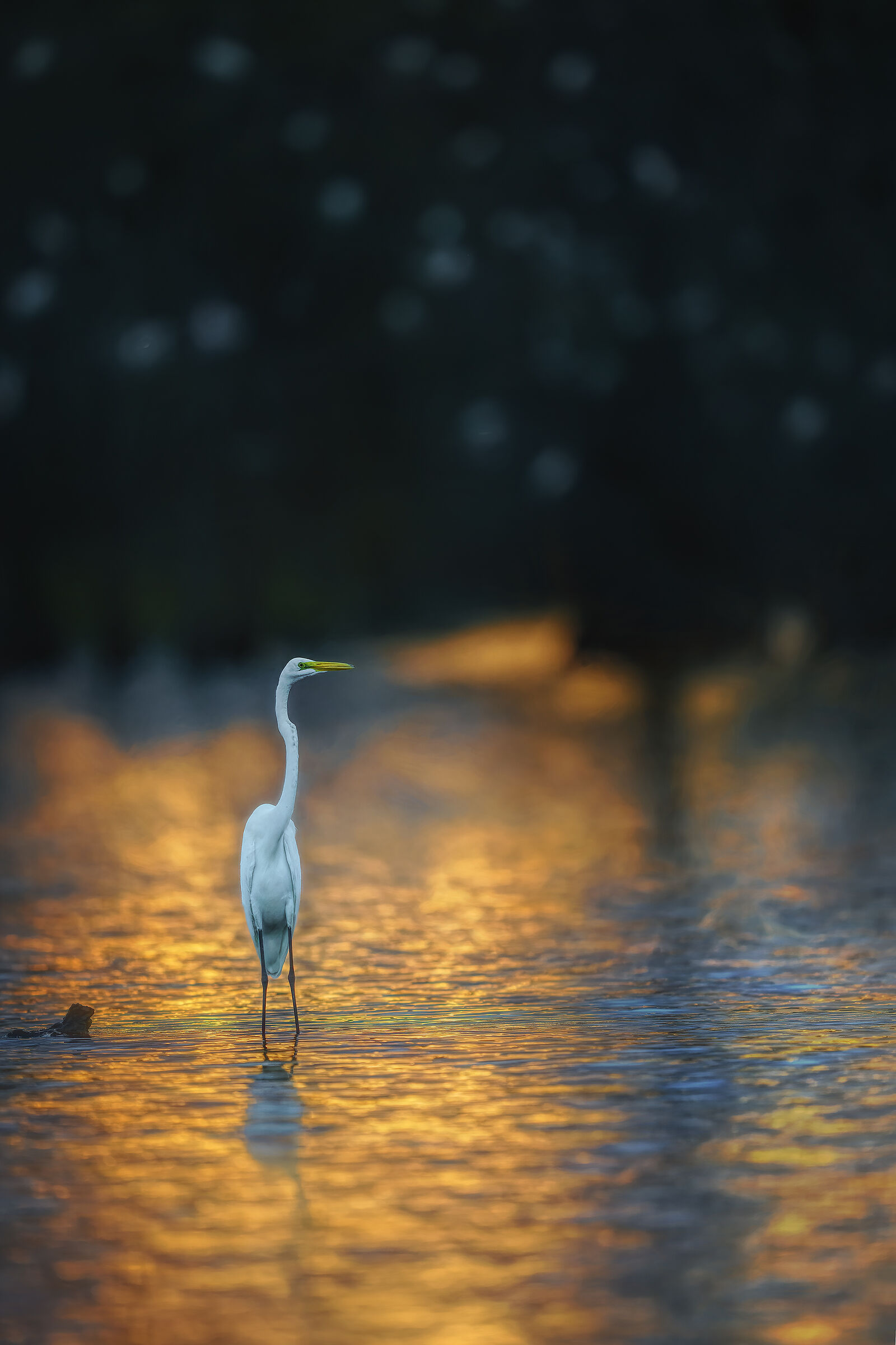 White heron first lights in the lagoon