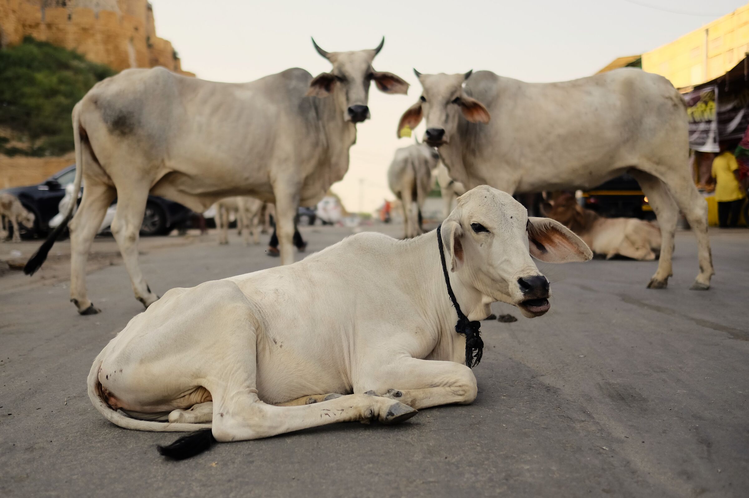 Le mucche dell'India