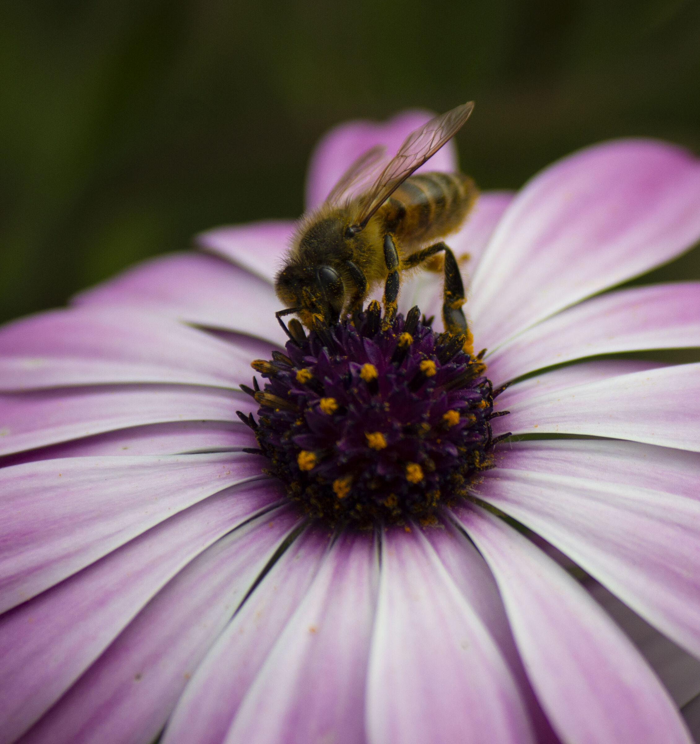 Bee