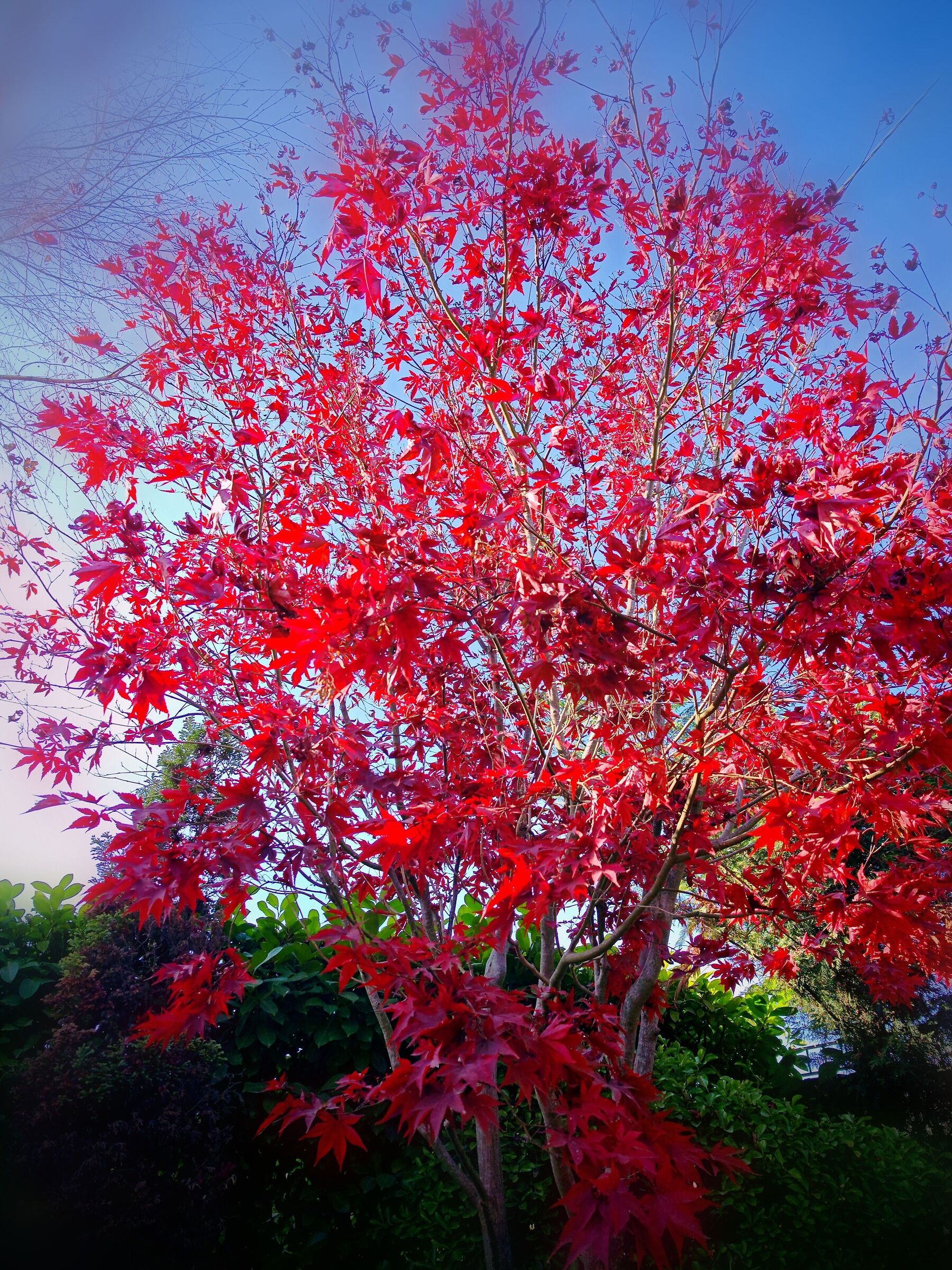 Red maple