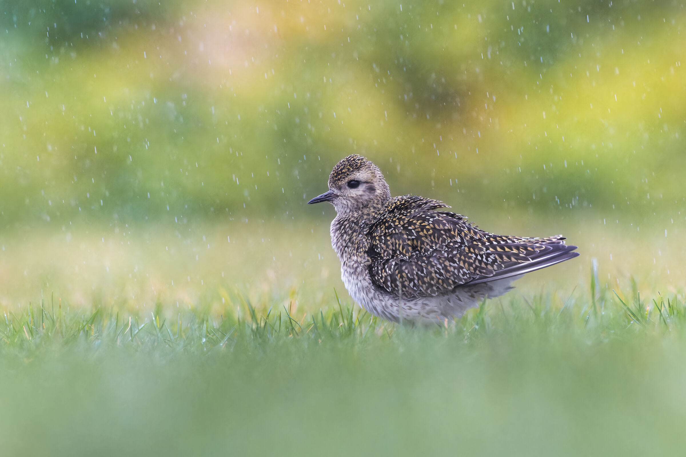 GOLDEN PLOVER