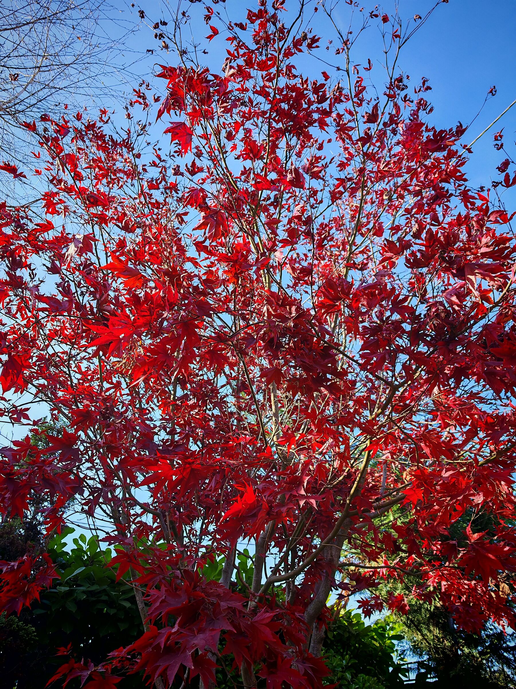 Inside the red maple