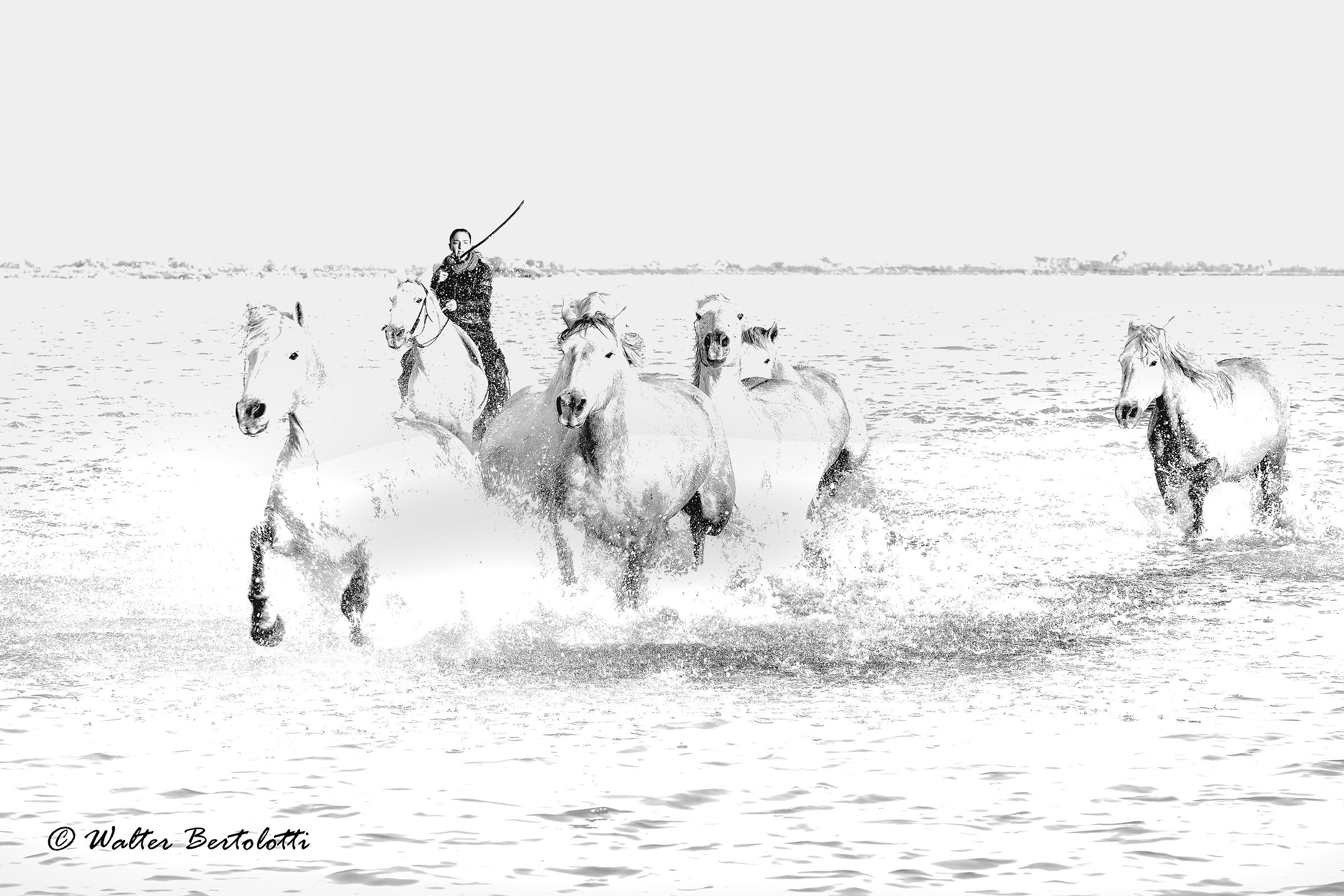 Camargue in HK