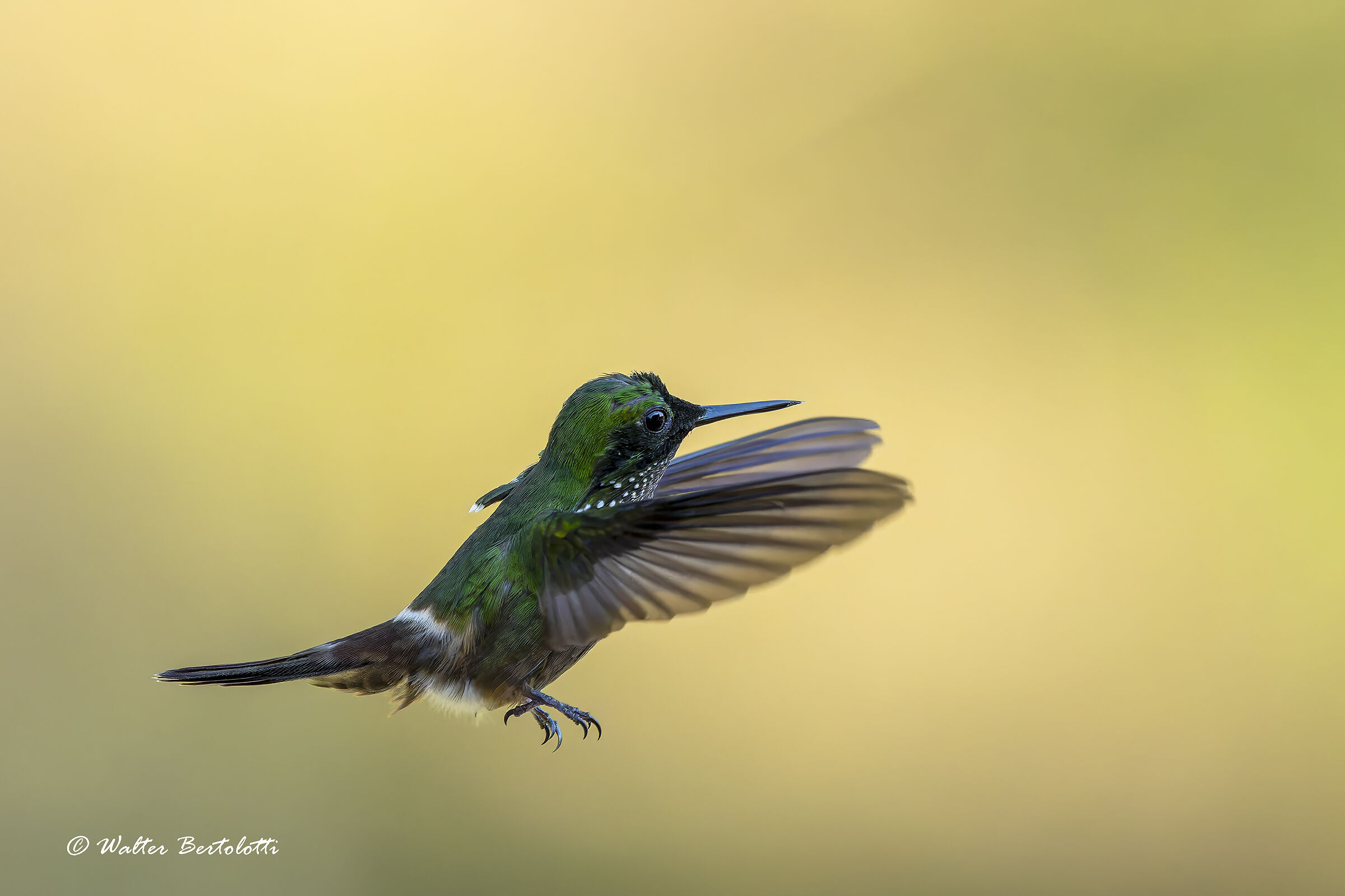 Lophornis chalybeus (Coquette festosa)-M