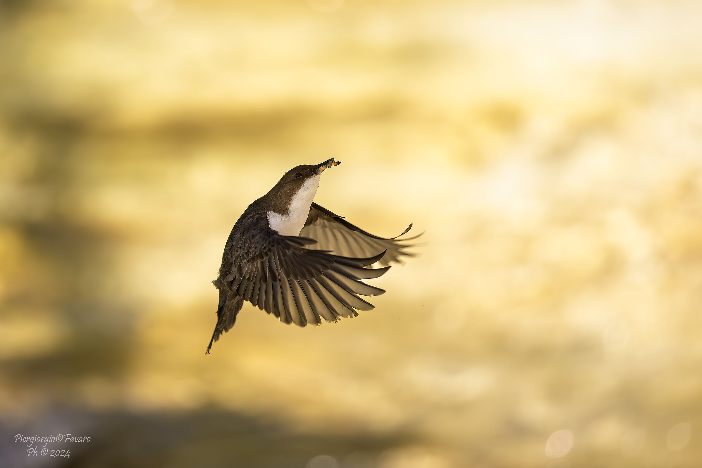 White-throated dipper
