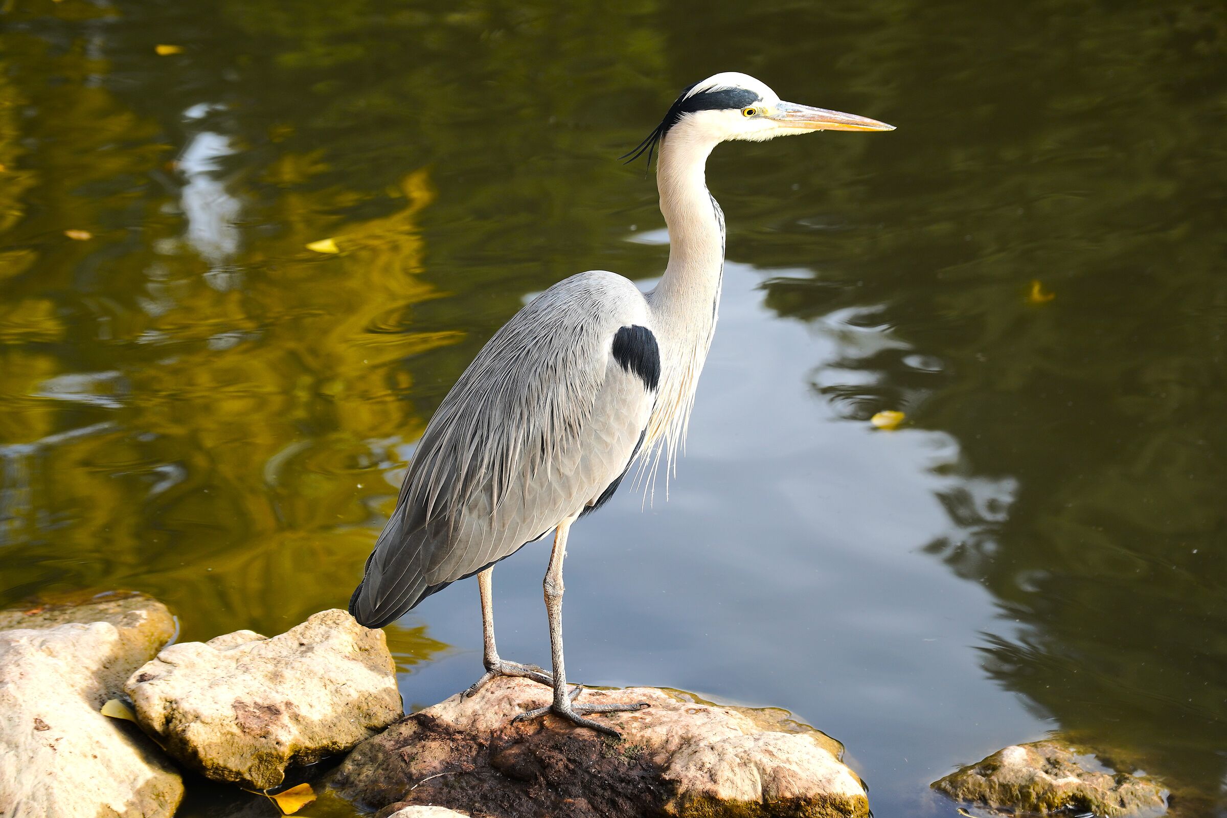 Grey Heron (Ardea cinerea Linnaeus)