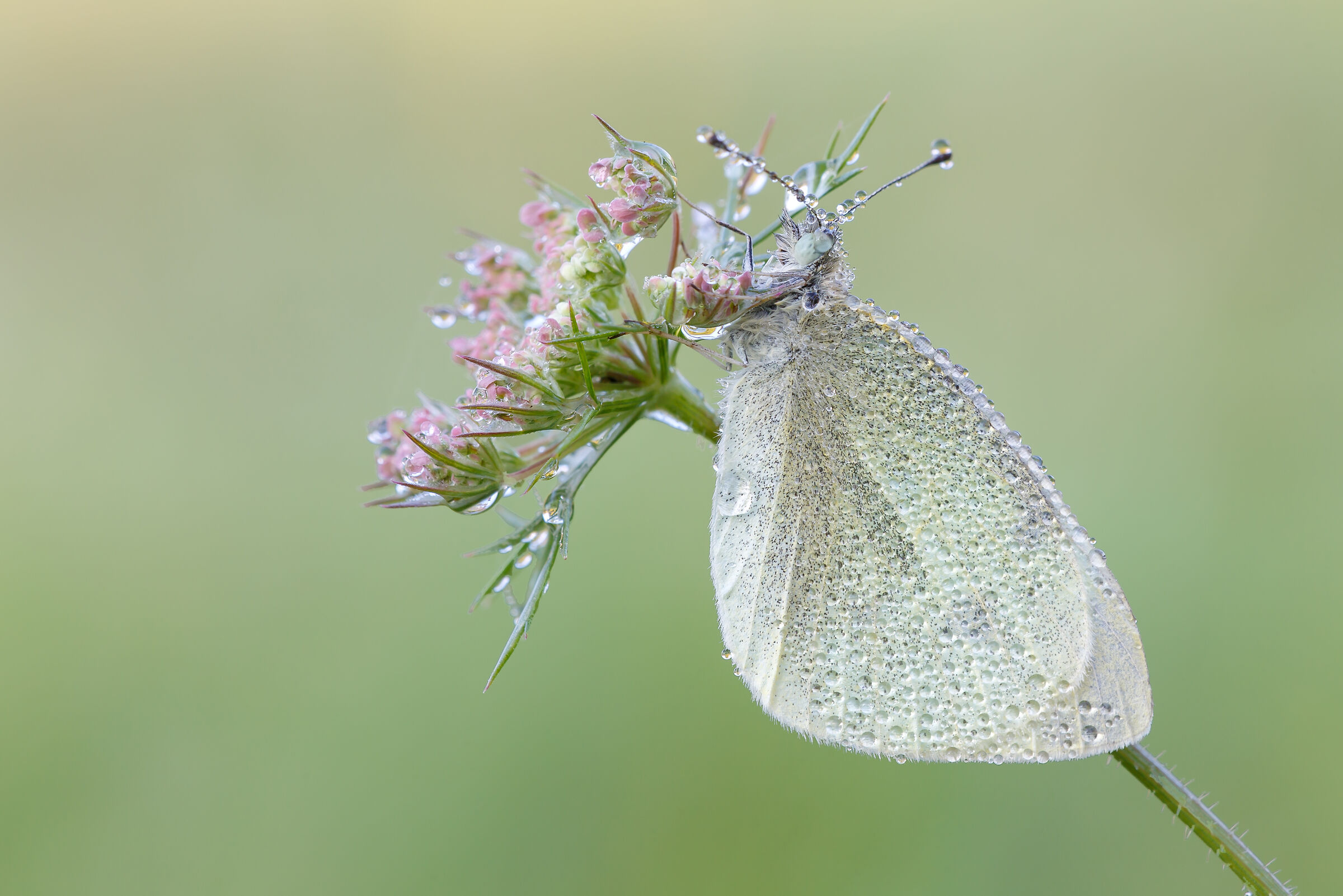 Pieris rapae