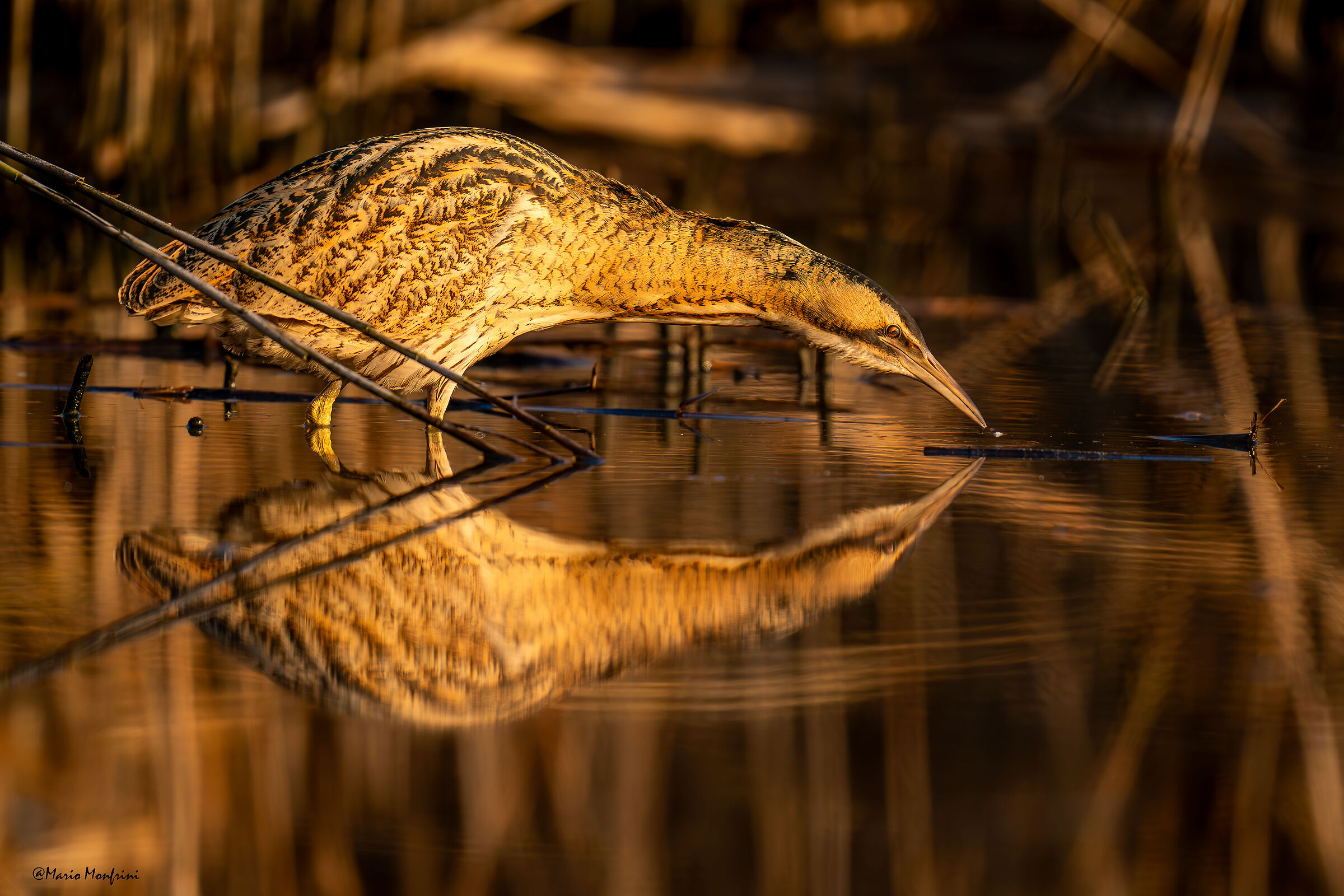 Mirroring yourself in the light of the sunset