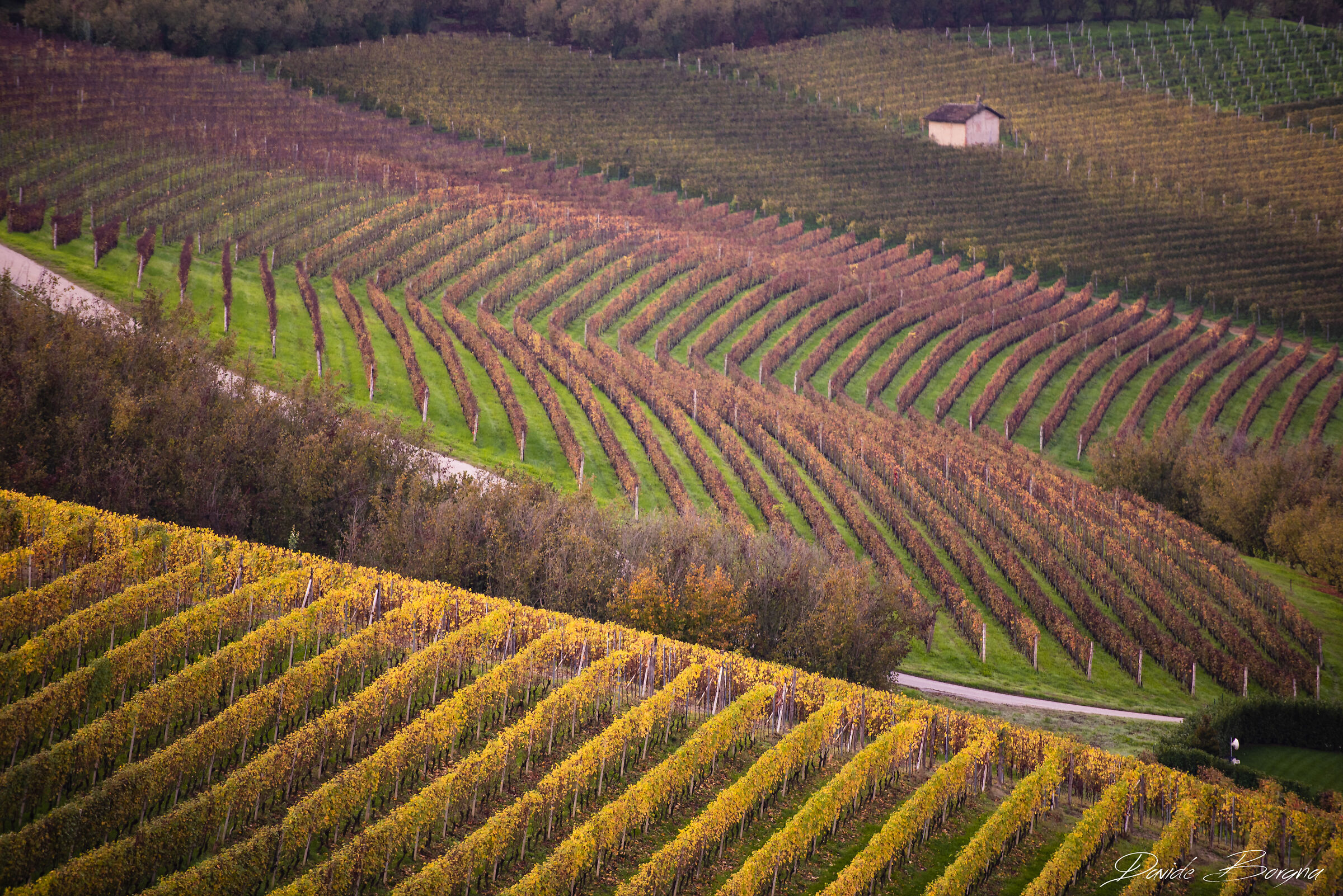 Autunno in Langa, mattina presto.