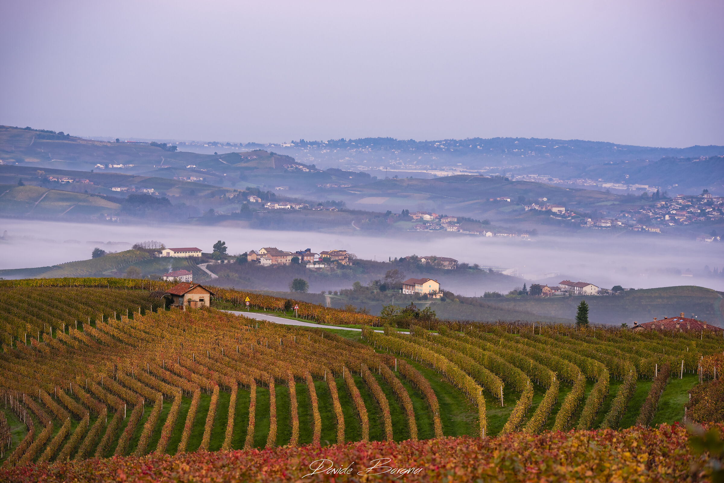 Filari e nebbia in Langa.