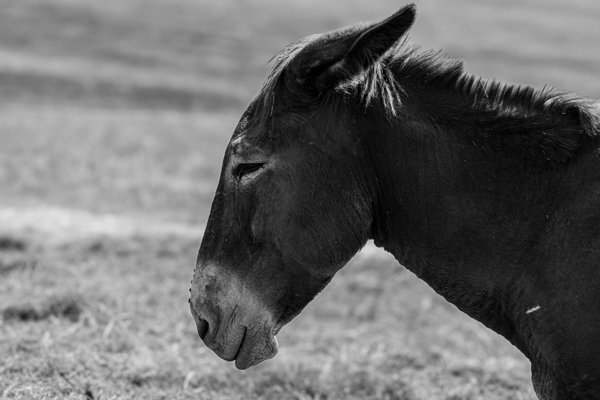 Arturo la mascotte dell'alpe Musella